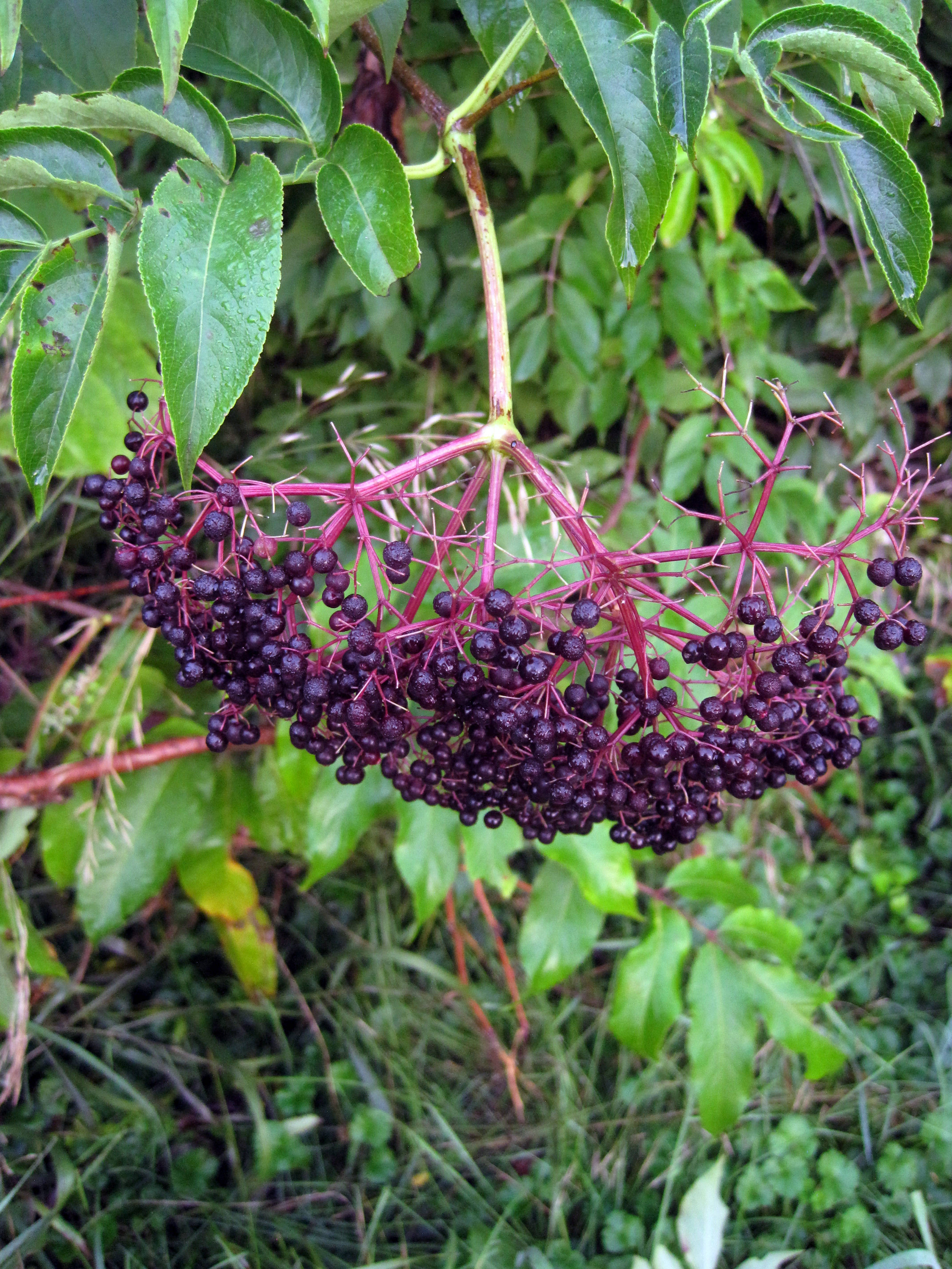 Fruits 桌布 壁紙 — 特寫鏡頭：一簇深紫色接骨木莓懸掛在茂盛花園中一條充滿活力的綠色多葉樹枝上。