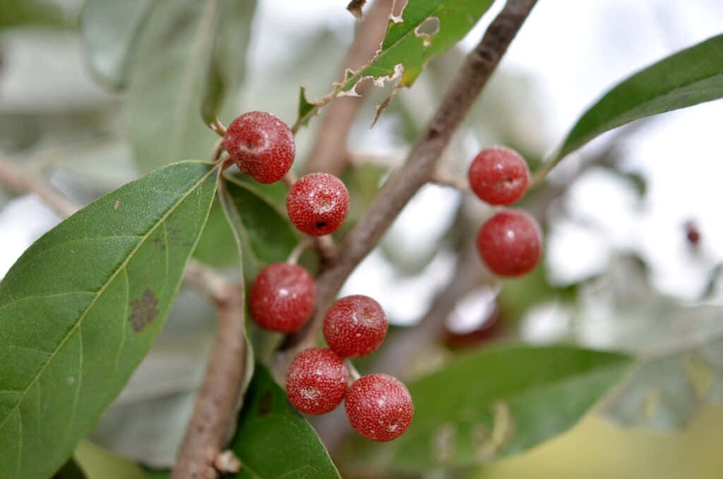 Red Fruit 桌布 壁紙 — 特寫鏡頭：一簇鮮紅光亮的漿果掛在帶有綠葉的樹枝上，背景柔和模糊。