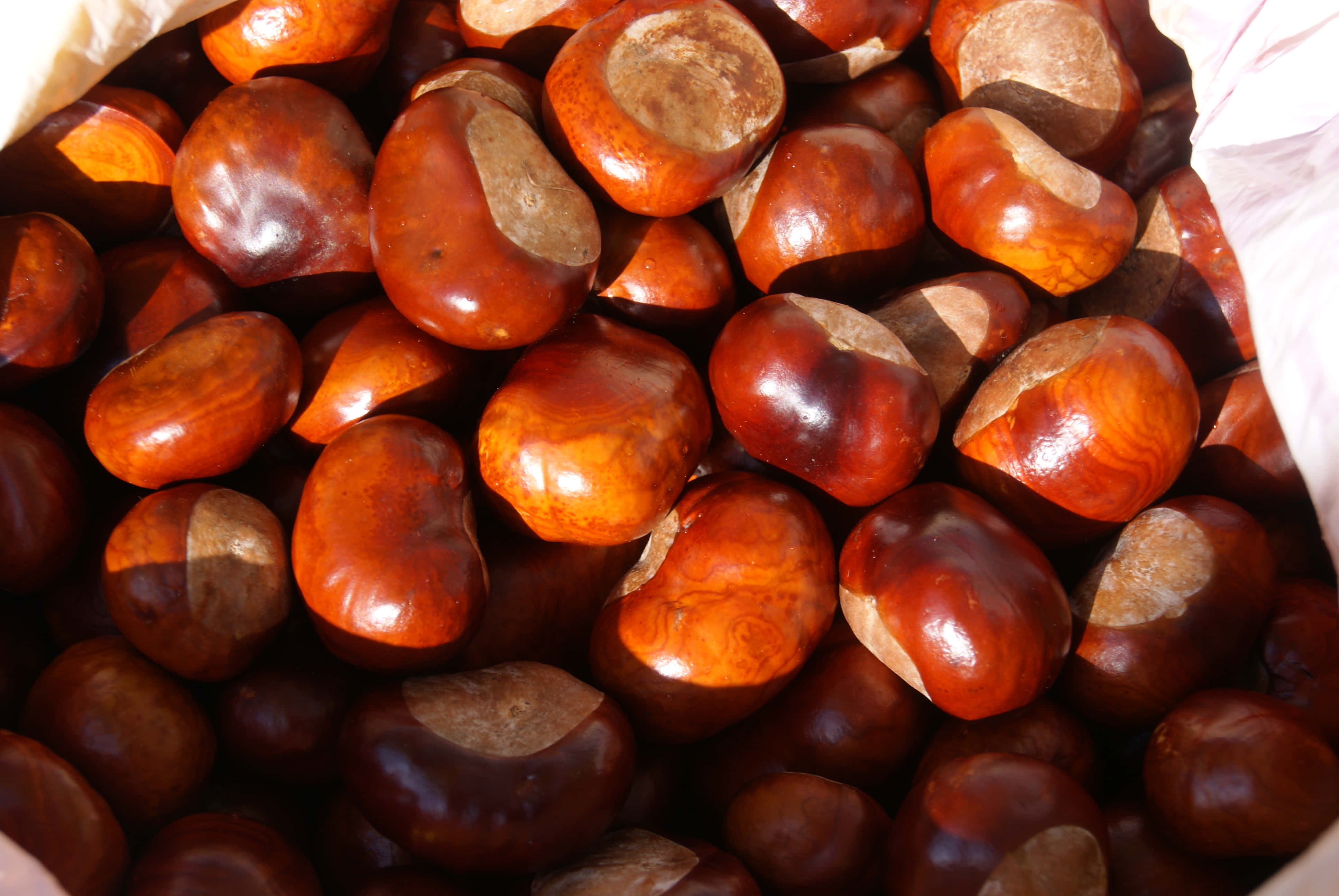 Chestnut 桌布 壁紙 — 特寫鏡頭：一袋光滑的棕色栗子堆疊在一起，溫暖的陽光突顯出它們光滑閃亮的表面。