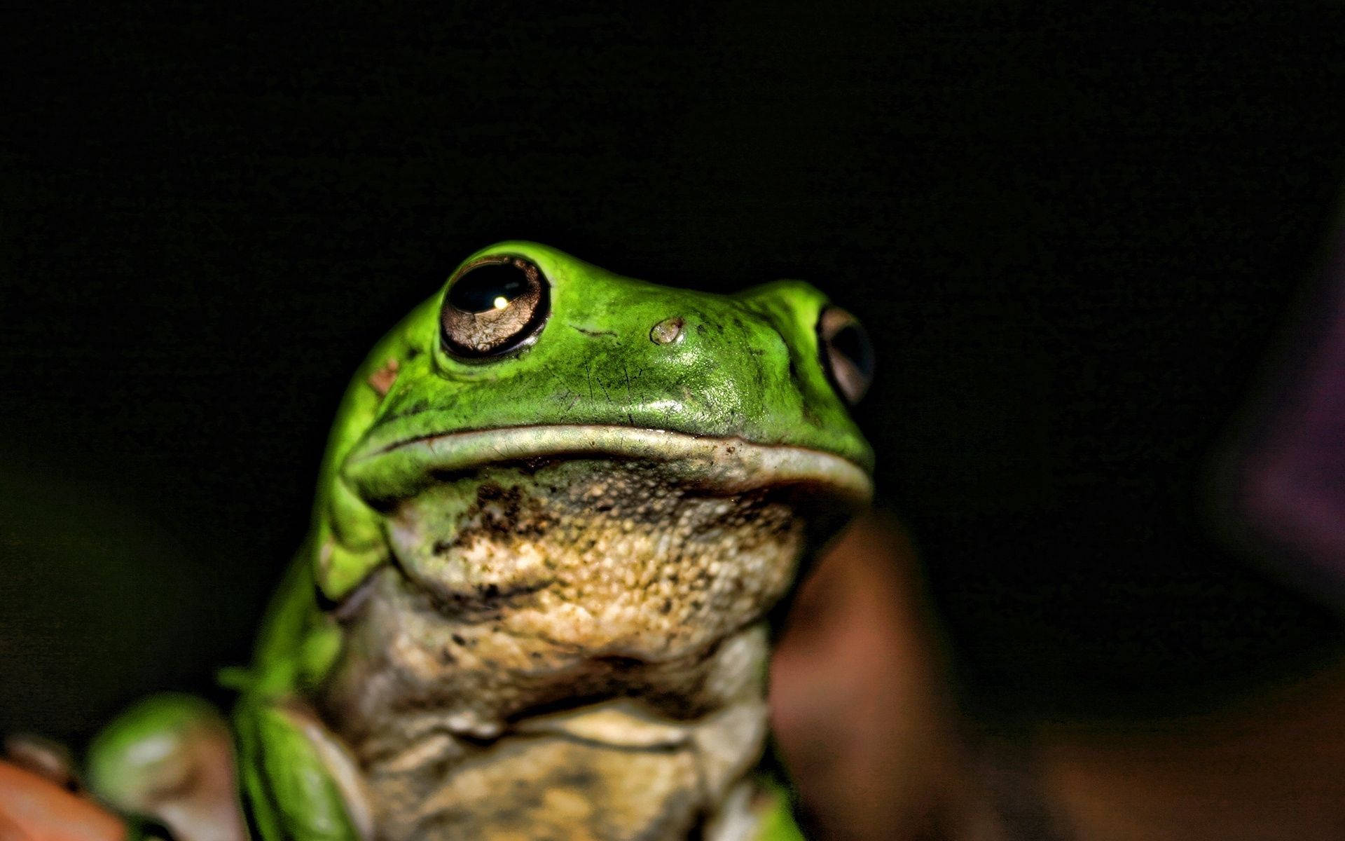 Frog 桌布 壁紙 — 特寫鏡頭：一隻亮綠色的大眼樹蛙，在黑暗背景下被人類雙手輕輕捧著。