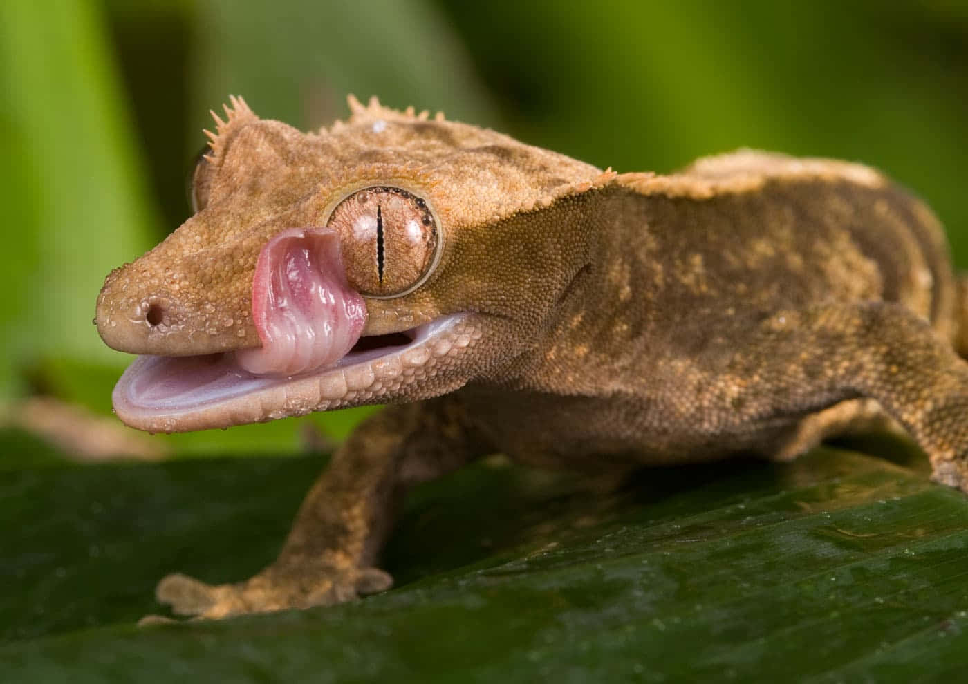 gecko 桌布 壁紙 — 特寫鏡頭：一隻冠壁虎用粉紅色舌頭舔葉子，背景是模糊的綠色。