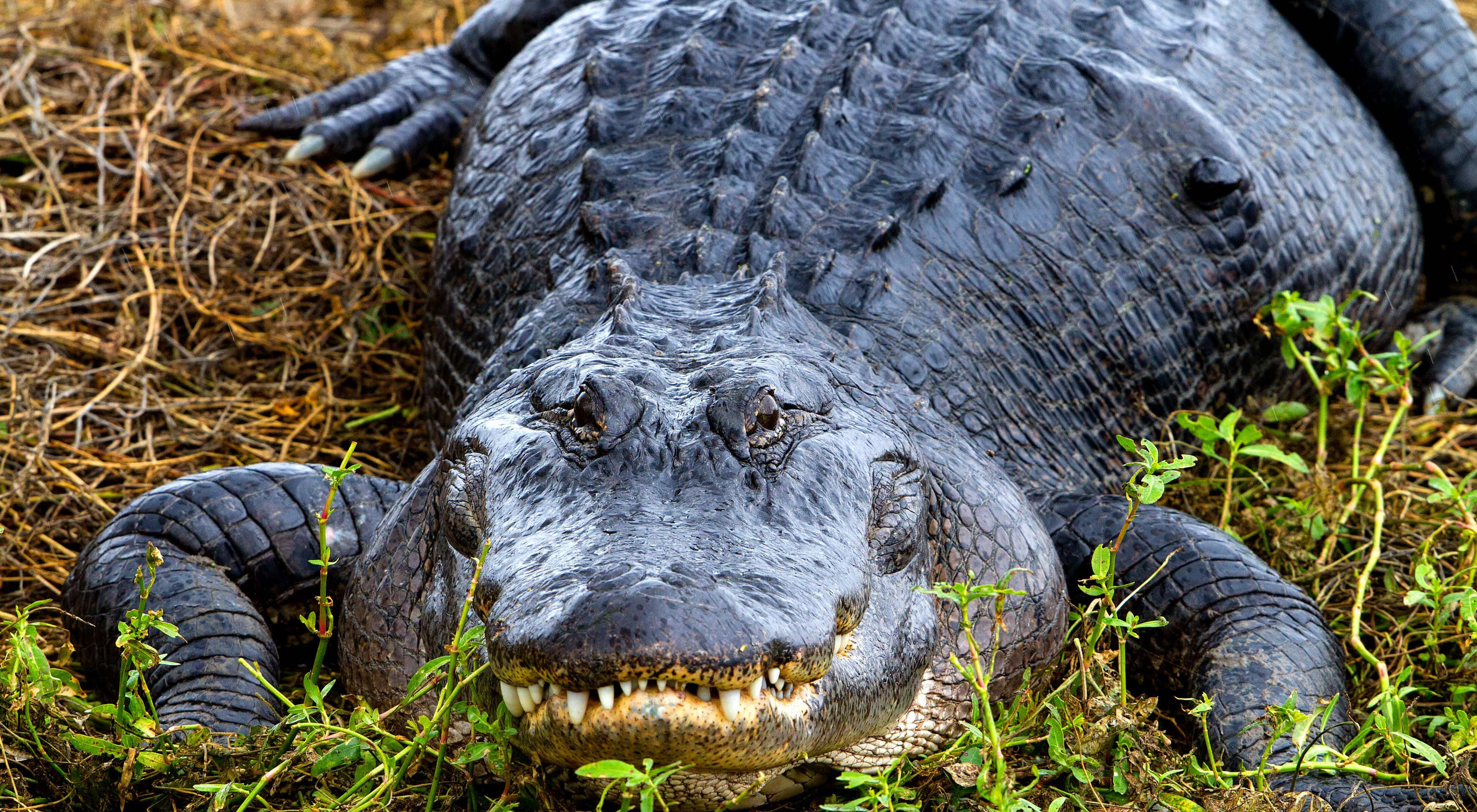 Alligator 桌布 壁紙 — 特寫鏡頭：一隻大型短吻鱷躺在乾草和綠色雜草上休息，嘴巴微微張開。