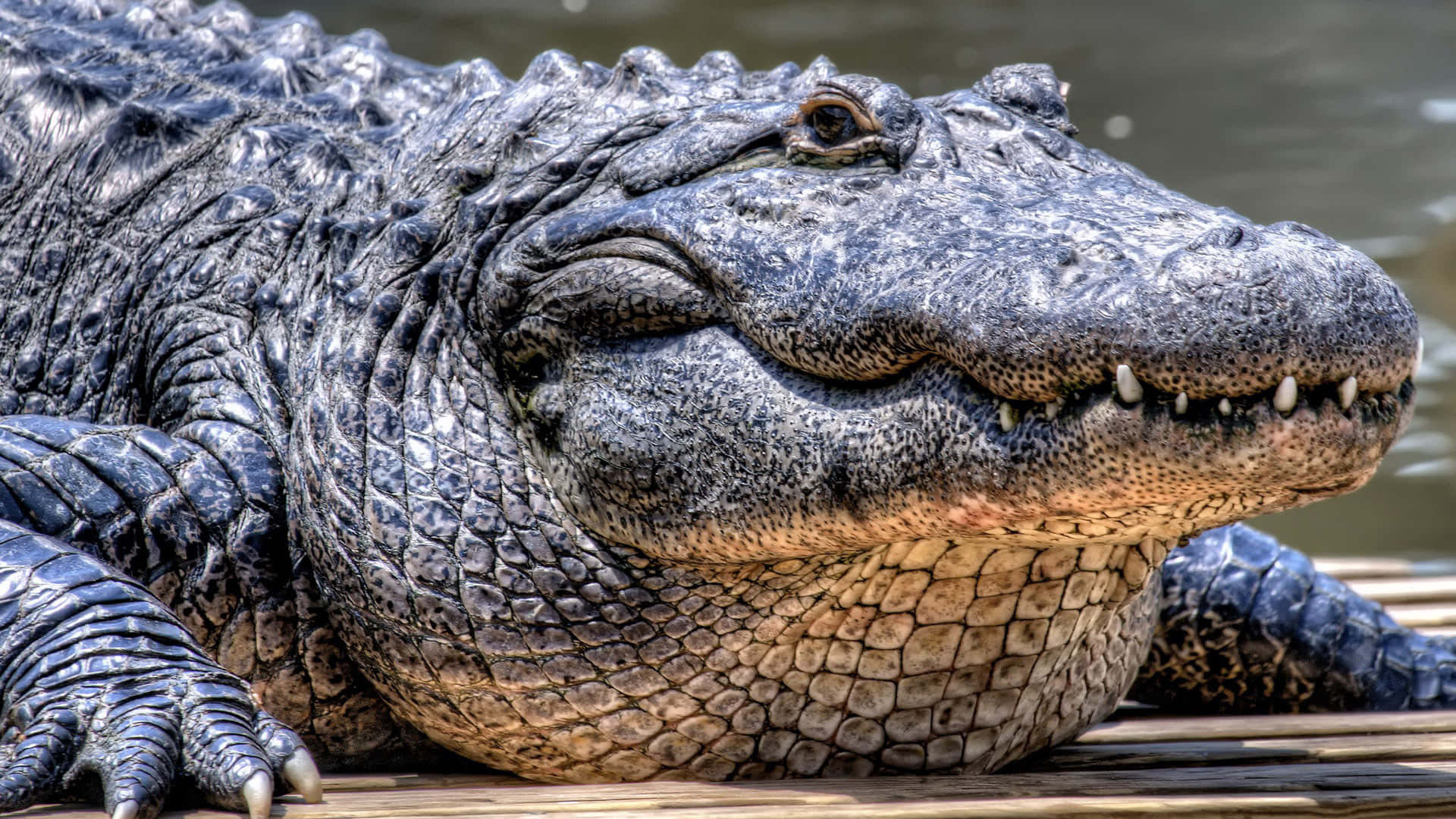 Alligator 桌布 壁紙 — 特寫鏡頭：一隻大型短吻鱷躺在木板上休息，背景有水。