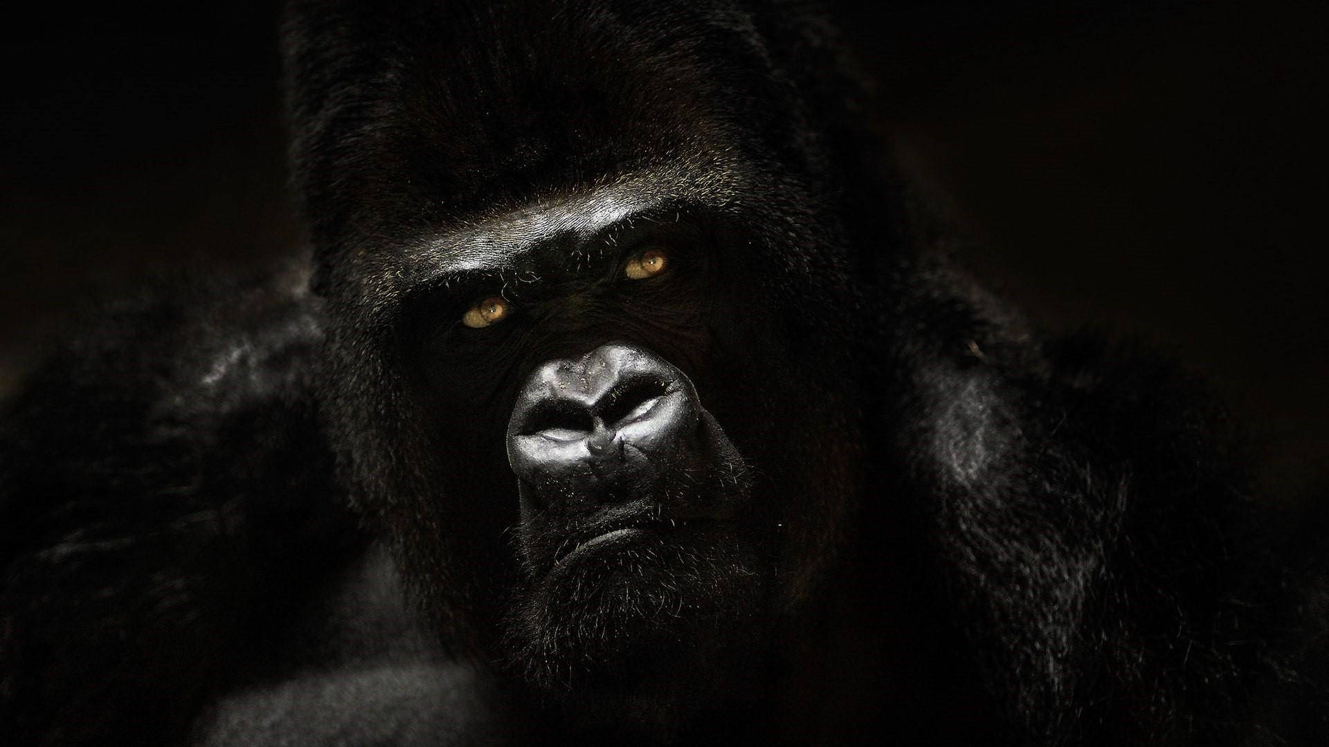 Gorilla 桌布 壁紙 — 特寫鏡頭：一隻大猩猩在黑暗背景下，強烈的面孔配以琥珀色發光的眼睛。