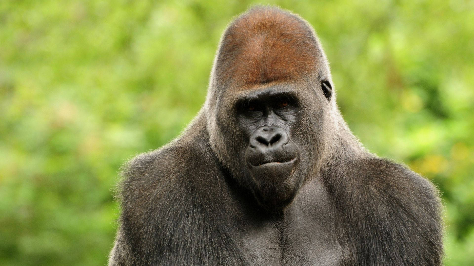 Gorilla 桌布 壁紙 — 特寫鏡頭：一隻威嚴的銀背大猩猩，帶有紅褐色冠毛，在柔和的綠色森林背景下凝視。