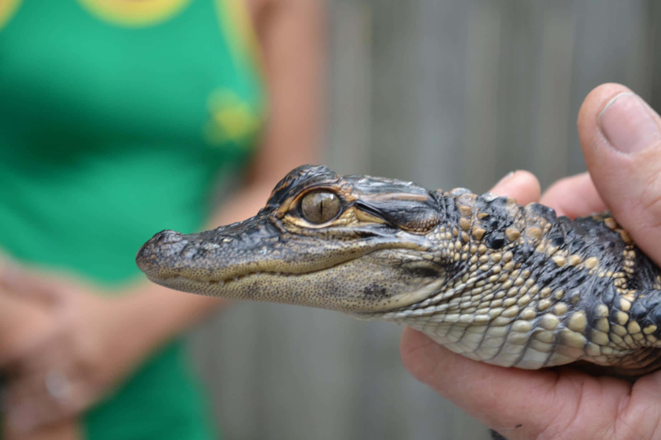Alligator 桌布 壁紙 — 特寫鏡頭：一隻小鱷魚的頭部被輕輕握在人的手中，背景是模糊的綠色。