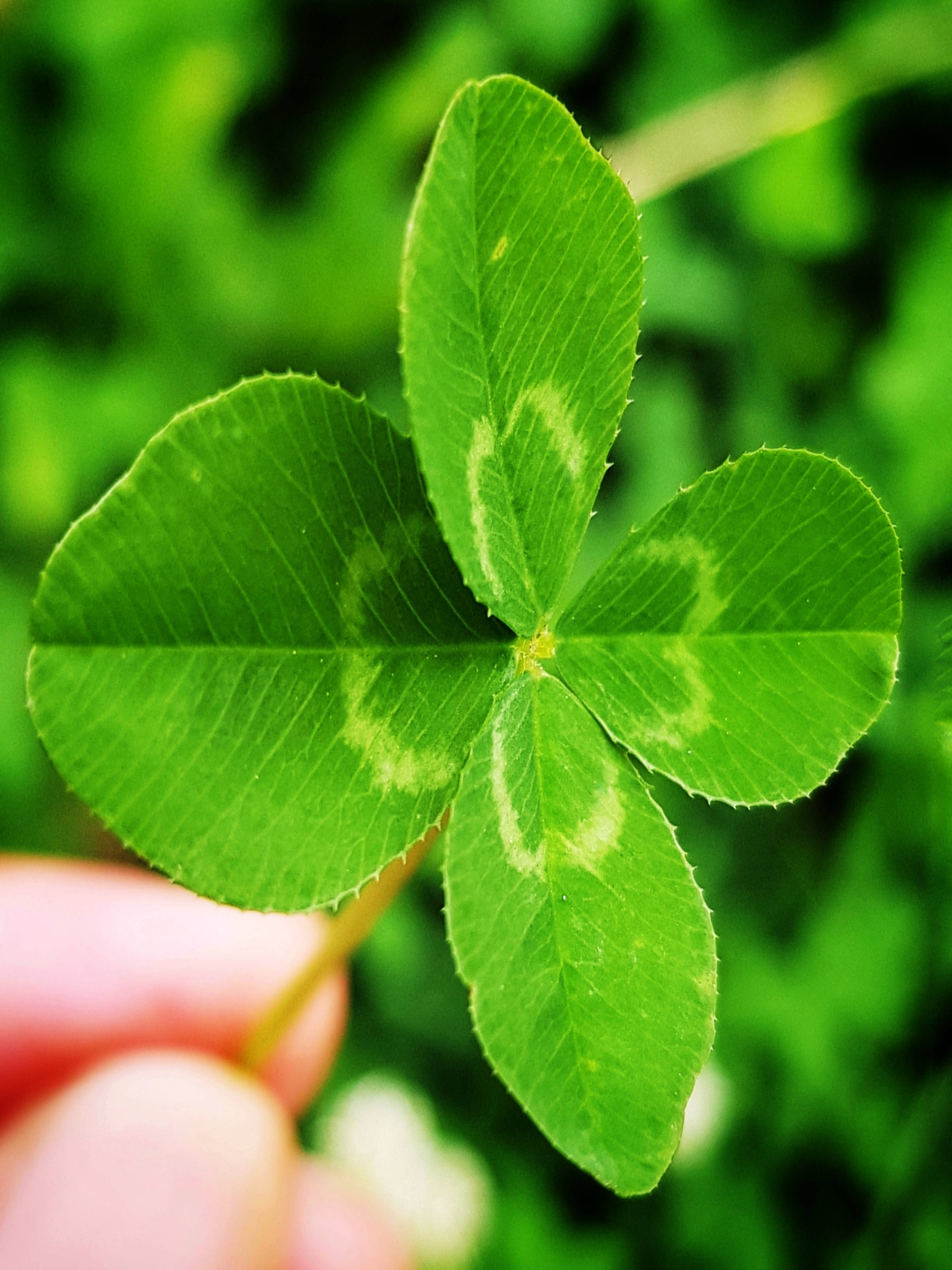 Green Heart 桌布 壁紙 — 特寫鏡頭，一隻手輕輕握著一片充滿活力的綠色四葉草，背景是模糊的自然景色。