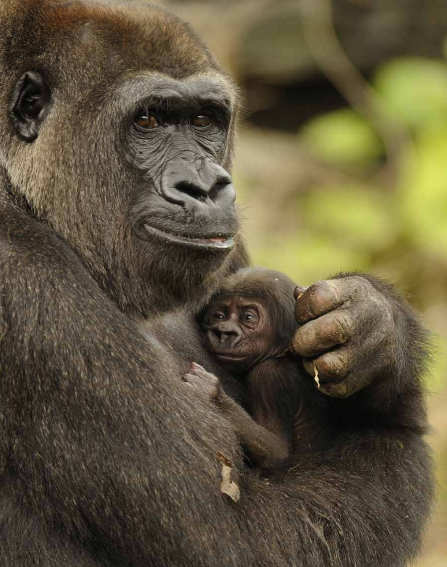 Gorilla 桌布 壁紙 — 特寫鏡頭：一隻母親大猩猩在柔和模糊的森林背景下溫柔地抱著她的寶寶。