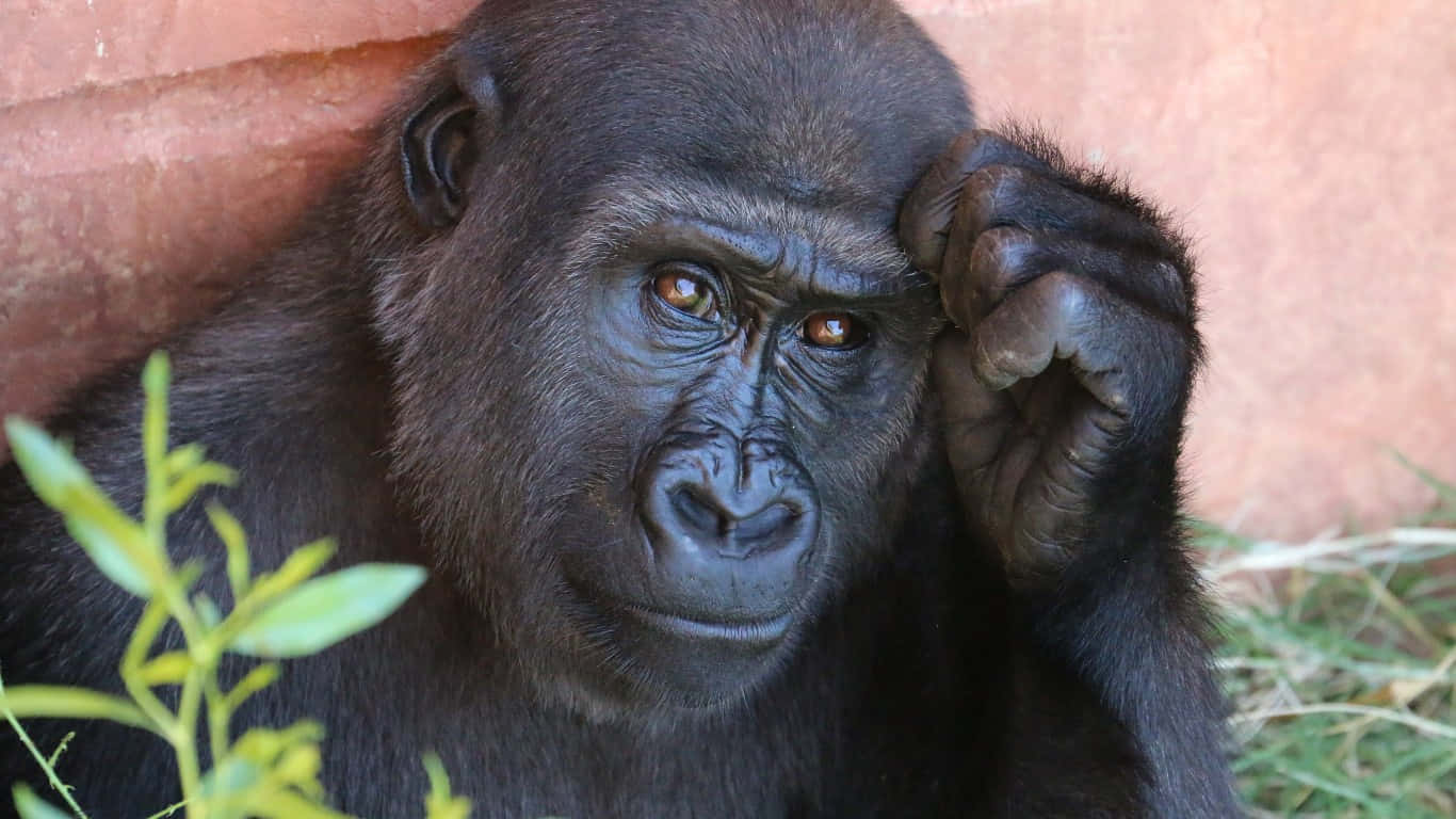 1366x768 Gorilla 桌布 壁紙 — 特寫鏡頭，一隻沉思的大猩猩將手放在頭上，背景是赤陶牆，附近有綠色植物。