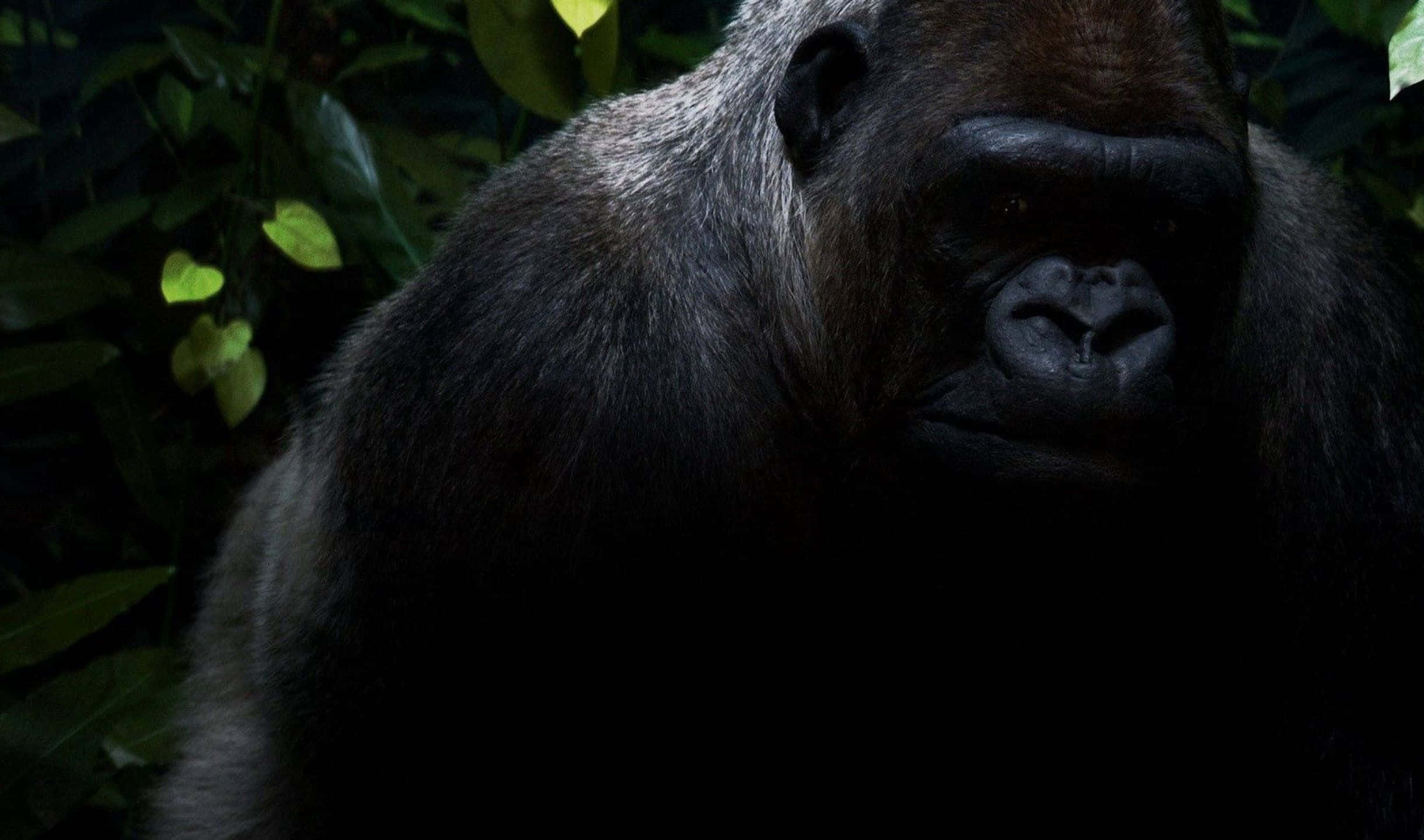 2440x1440 Gorilla 桌布 壁紙 — 特寫鏡頭：一隻深色毛髮的大猩猩，眼神銳利，在陰影綠葉中凝視前方。