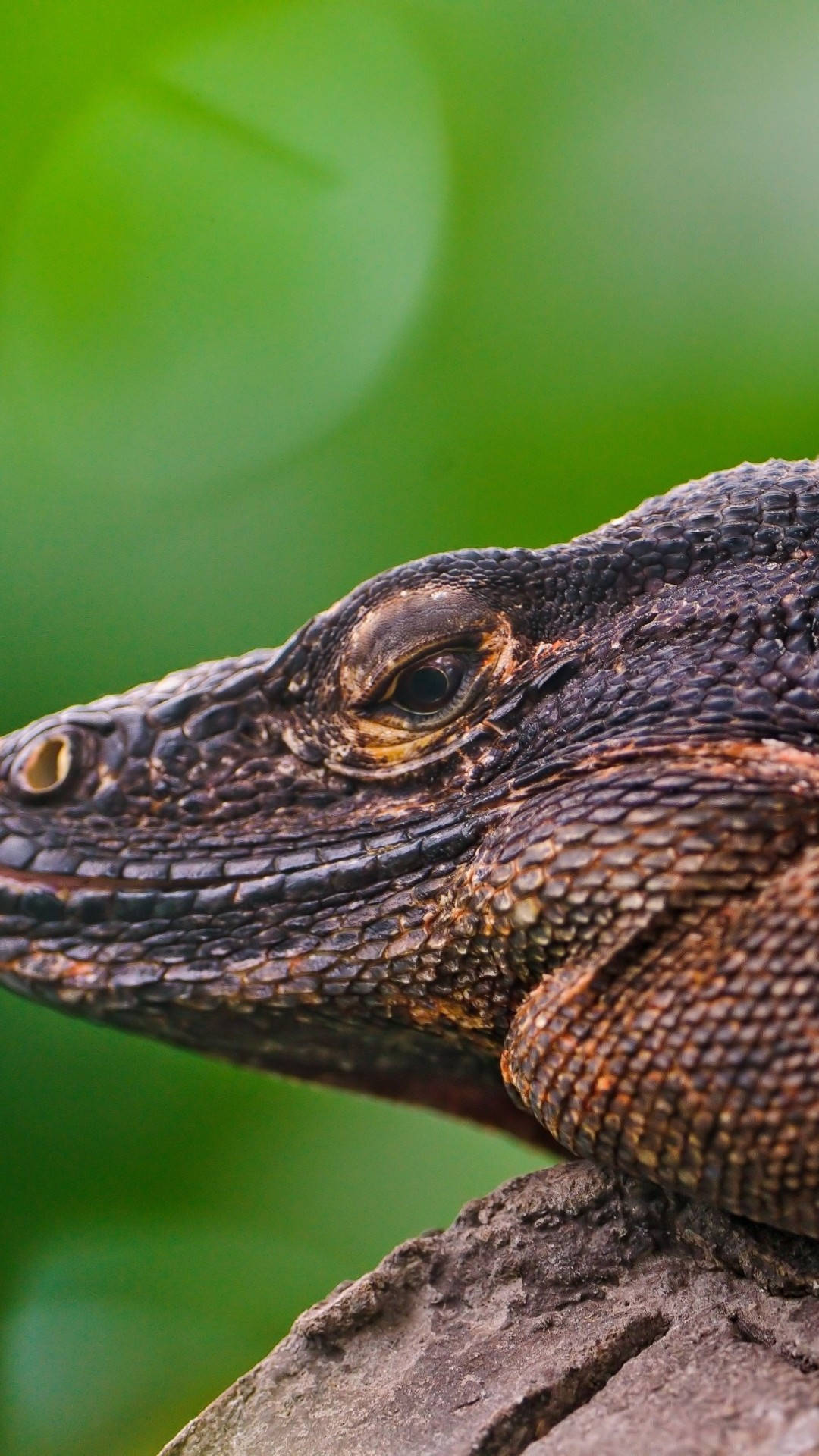 reptile 桌布 壁紙 — 特寫鏡頭，一隻紋理蜥蜴頭部擱在粗糙樹枝上，背景是柔和綠色模糊效果。