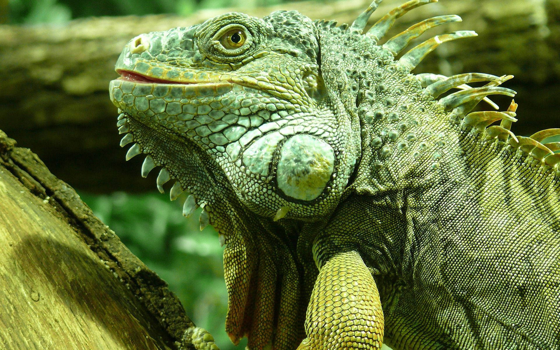 reptile 桌布 壁紙 — 特寫鏡頭：一隻綠色鬣蜥棲息在圓木上，鱗片和棘刺細節清晰，背景是茂密的森林。