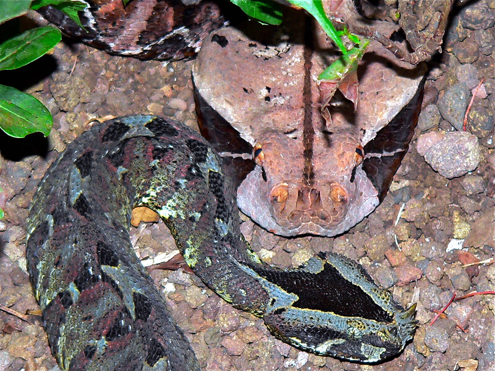 reptile 桌布 壁紙 — 特寫鏡頭，一隻葉尾守宮偽裝在森林地面的岩石和綠色樹葉之間。