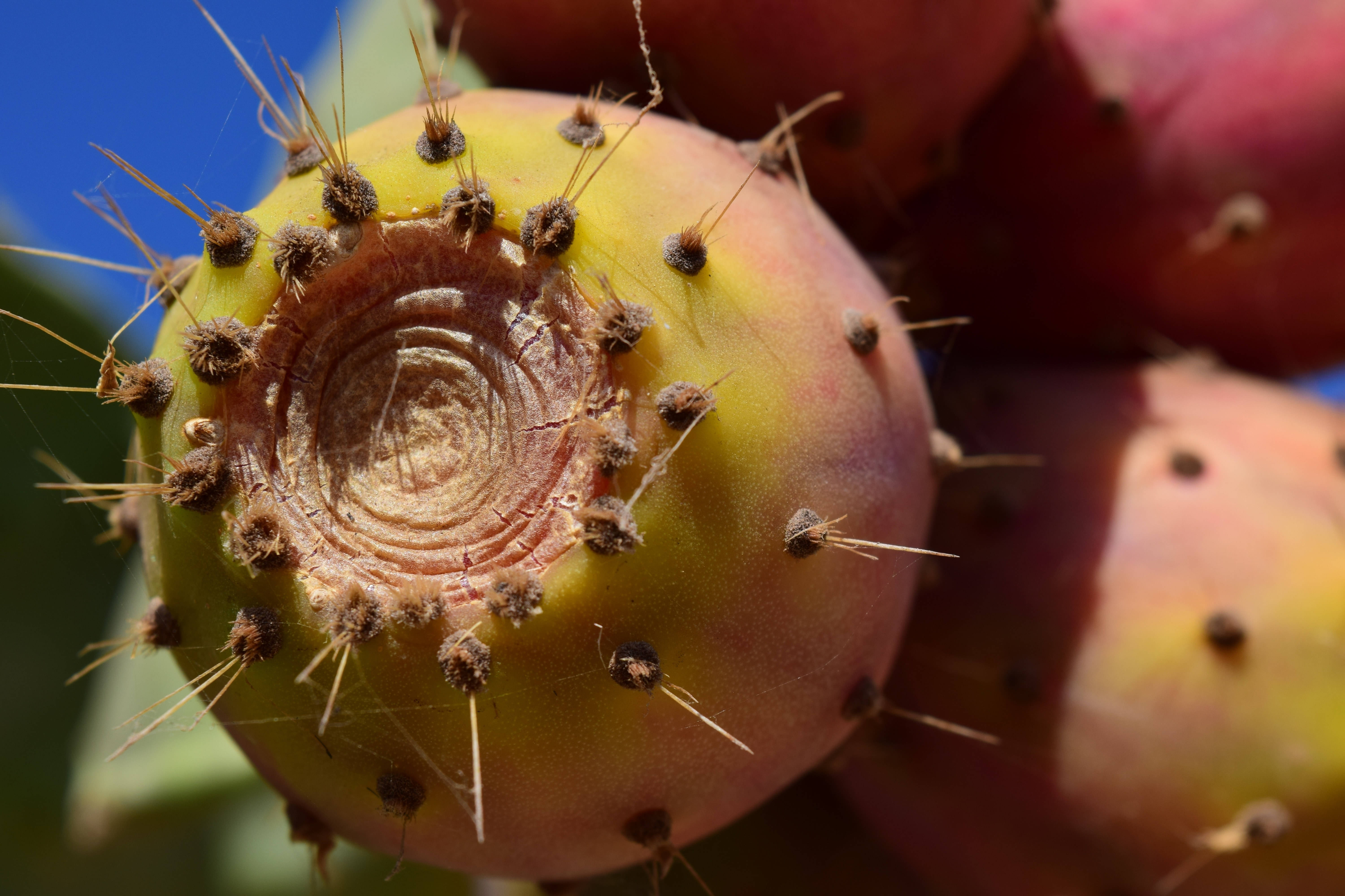 Cactus 桌布 壁紙 — 特寫鏡頭：一顆帶刺的黃色和粉紅色仙人掌果實，襯著鮮豔的藍天。