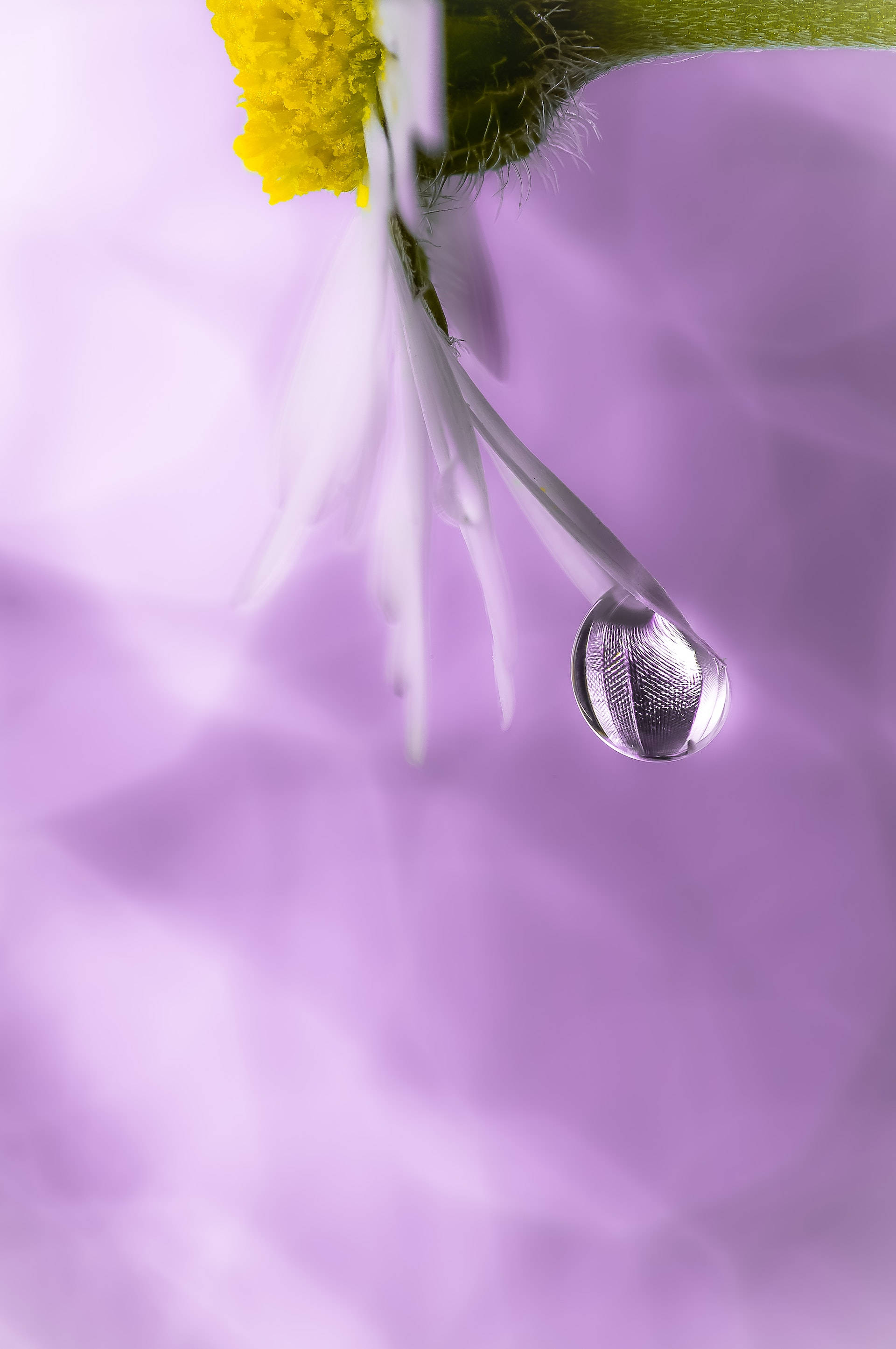 flower android 桌布 壁紙 — 特寫鏡頭：一顆露珠懸掛在白色雛菊花瓣上，背景為柔和的紫色。