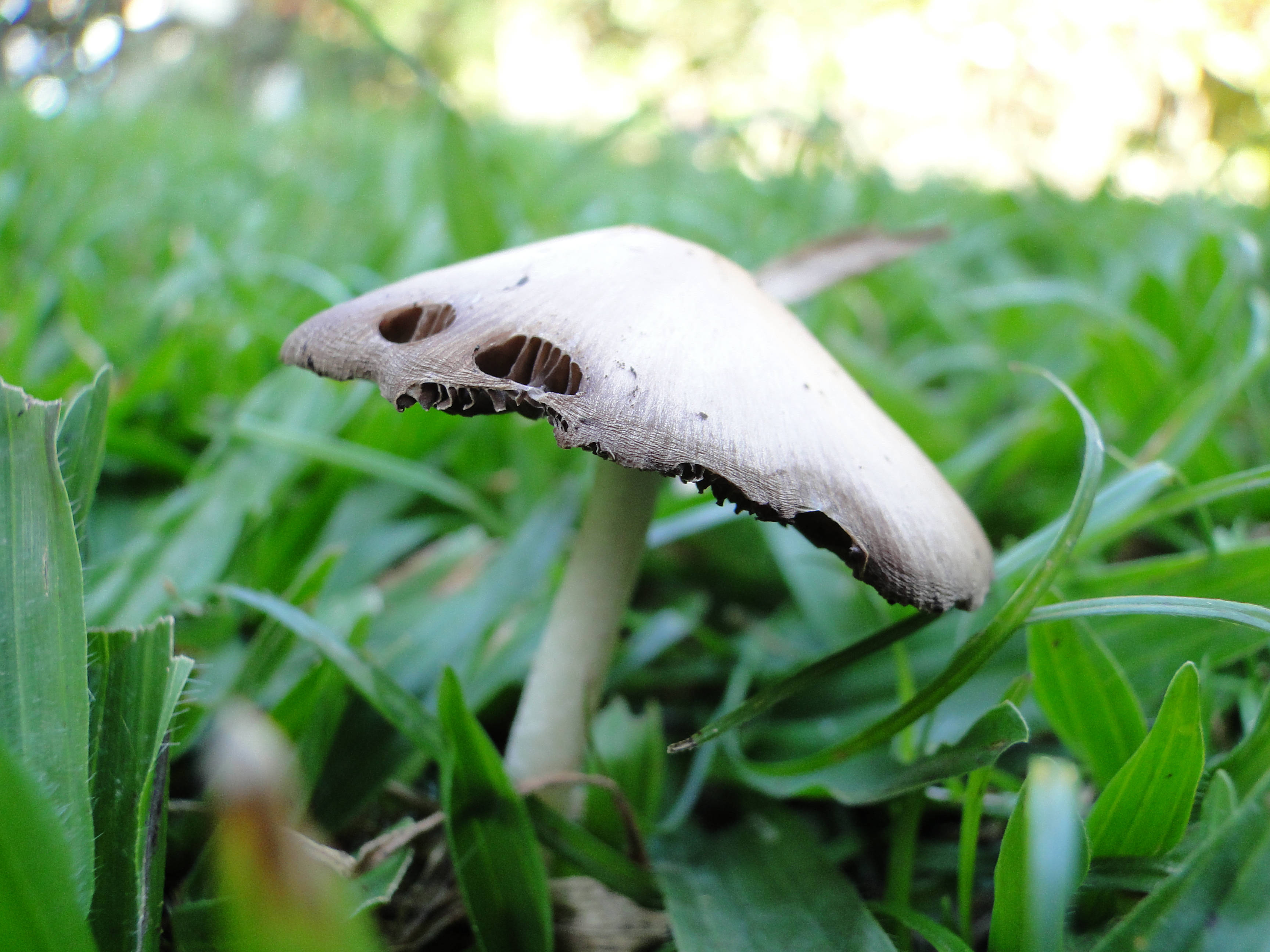 Cute Mushroom 桌布 壁紙 — 特寫鏡頭：一顆風化的蘑菇，菌蓋上有孔洞，在柔和的日光下生長於充滿活力的綠草叢中。