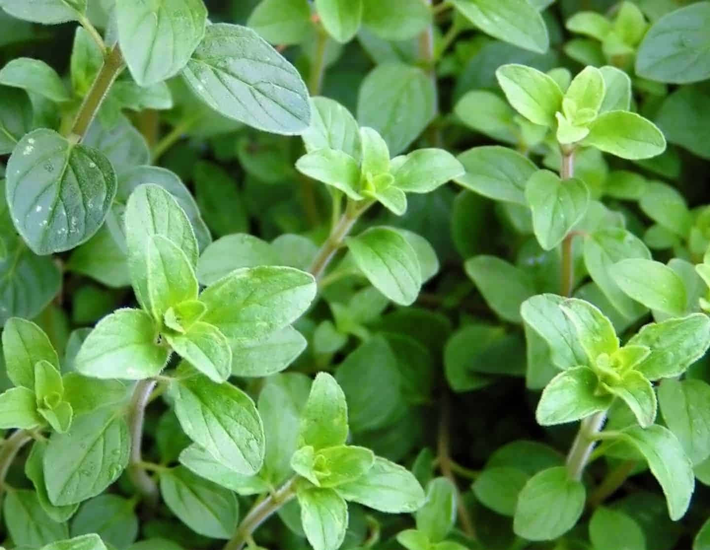Plant 桌布 壁紙 — 特寫鏡頭：充滿活力的綠色奧勒岡葉片在柔和自然光下閃爍著露珠。