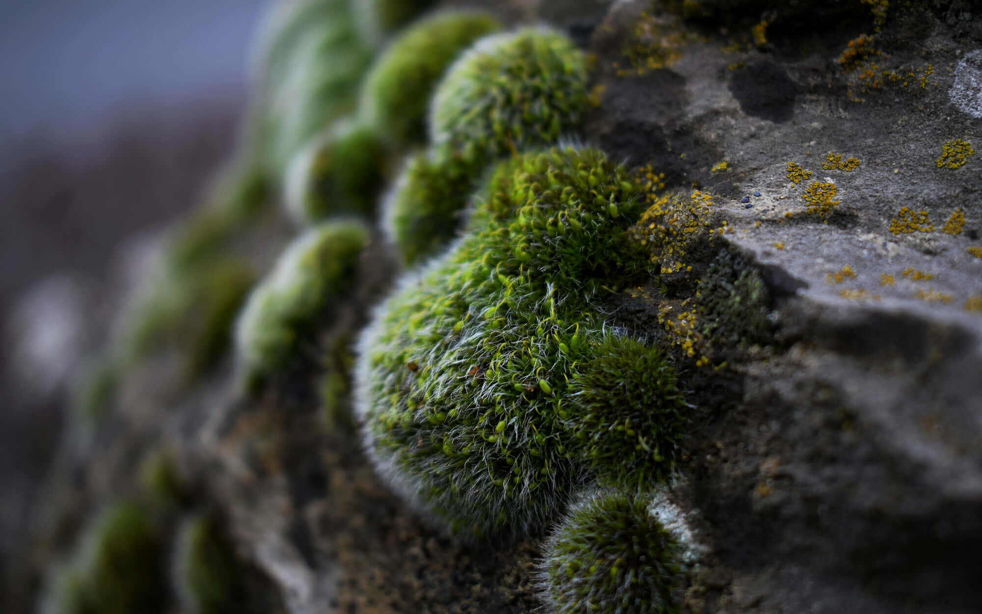 Green Moss 桌布 壁紙 — 特寫鏡頭：充滿活力的綠色苔蘚球生長在帶有黃色地衣點綴的紋理灰色岩石上。