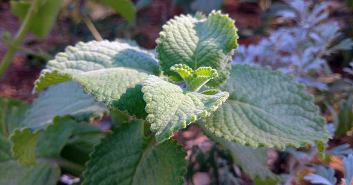 Plant 桌布 壁紙 — 特寫鏡頭：充滿活力的綠色葉片，邊緣呈鋸齒狀，表面有紋理，沐浴在柔和陽光下。