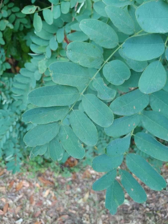 Black Locust 桌布 壁紙 — 特寫鏡頭：充滿活力的綠色複葉，帶有細微葉脈，背景為模糊的森林地面。