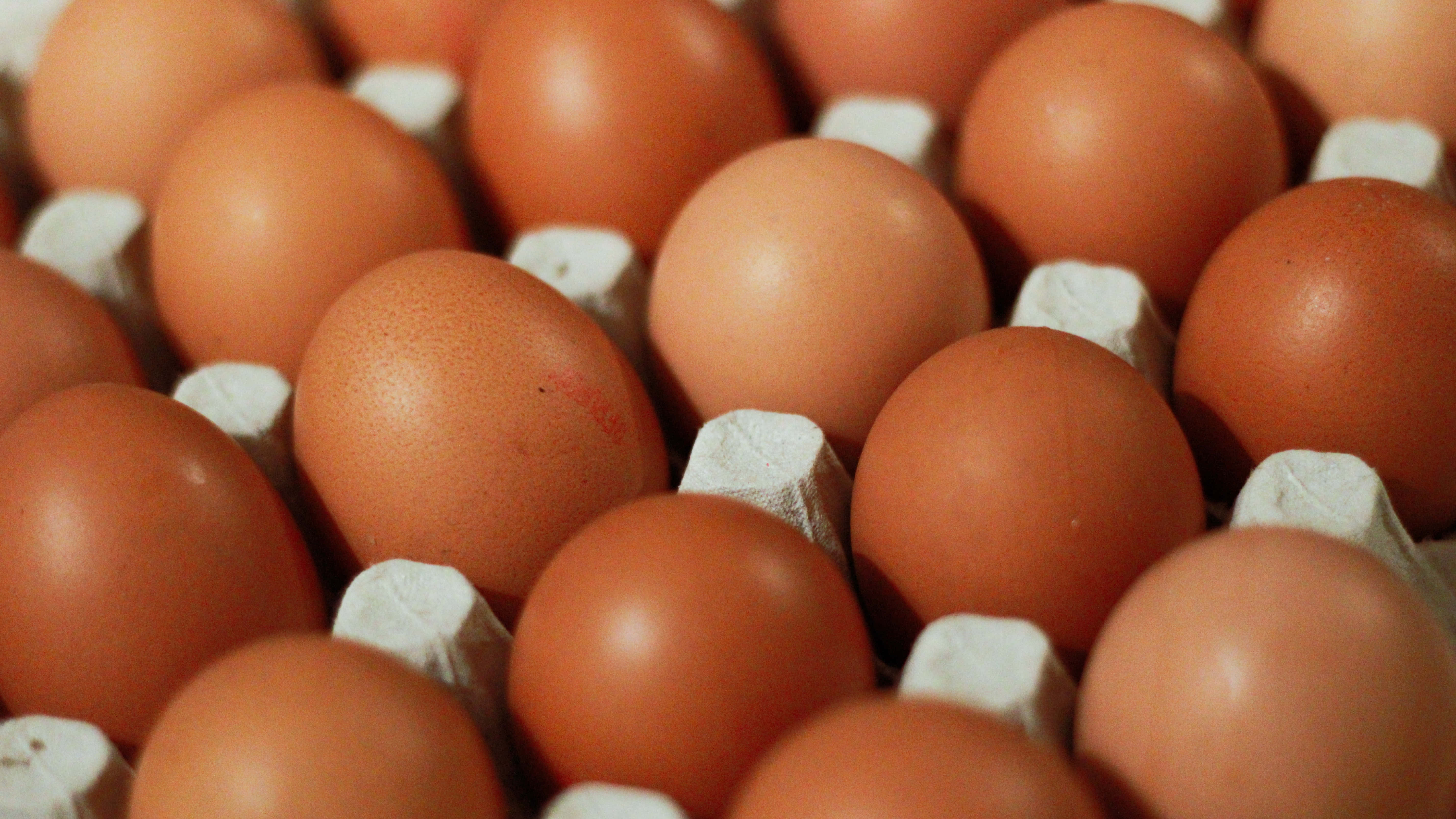 Brown Eggs 桌布 壁紙 — 特寫鏡頭：光滑的棕色雞蛋整齊地放在白色紙板槽中，光線柔和溫暖。
