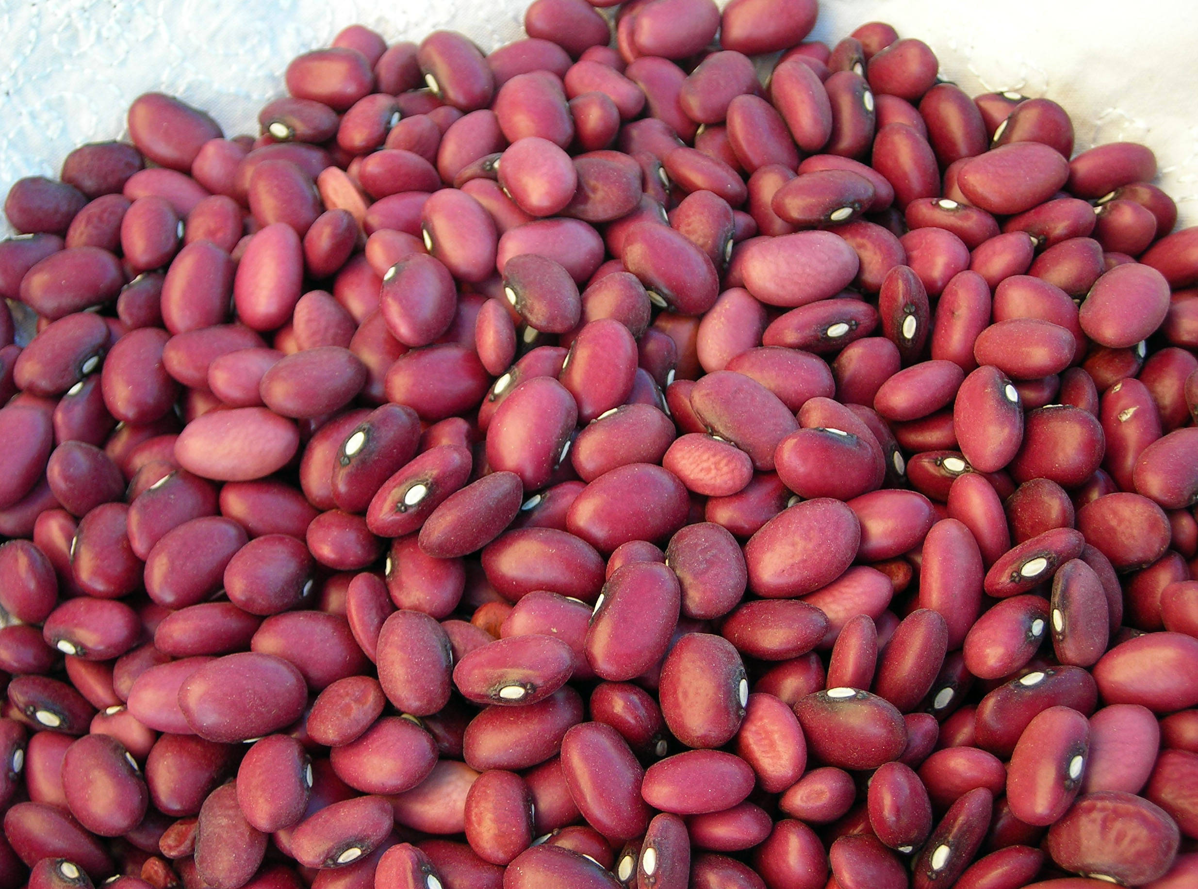 beans 桌布 壁紙 — 特寫鏡頭，光澤深紅色腰豆堆疊高高，帶有白色種臍斑點，背景為淺色紋理。