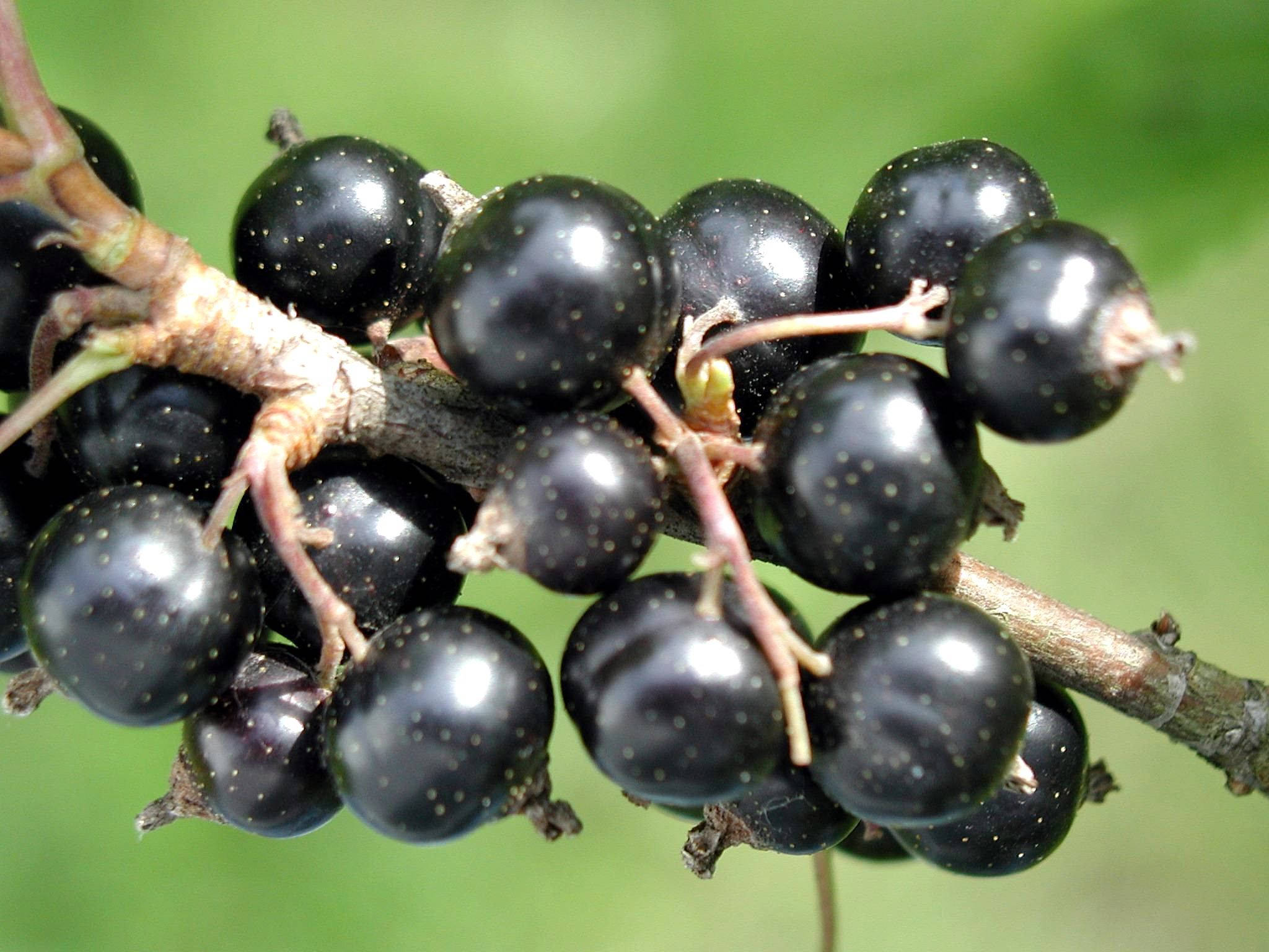 Berry 桌布 壁紙 — 特寫鏡頭：光澤黑加侖子聚生在木質莖上，背景為柔和綠色。