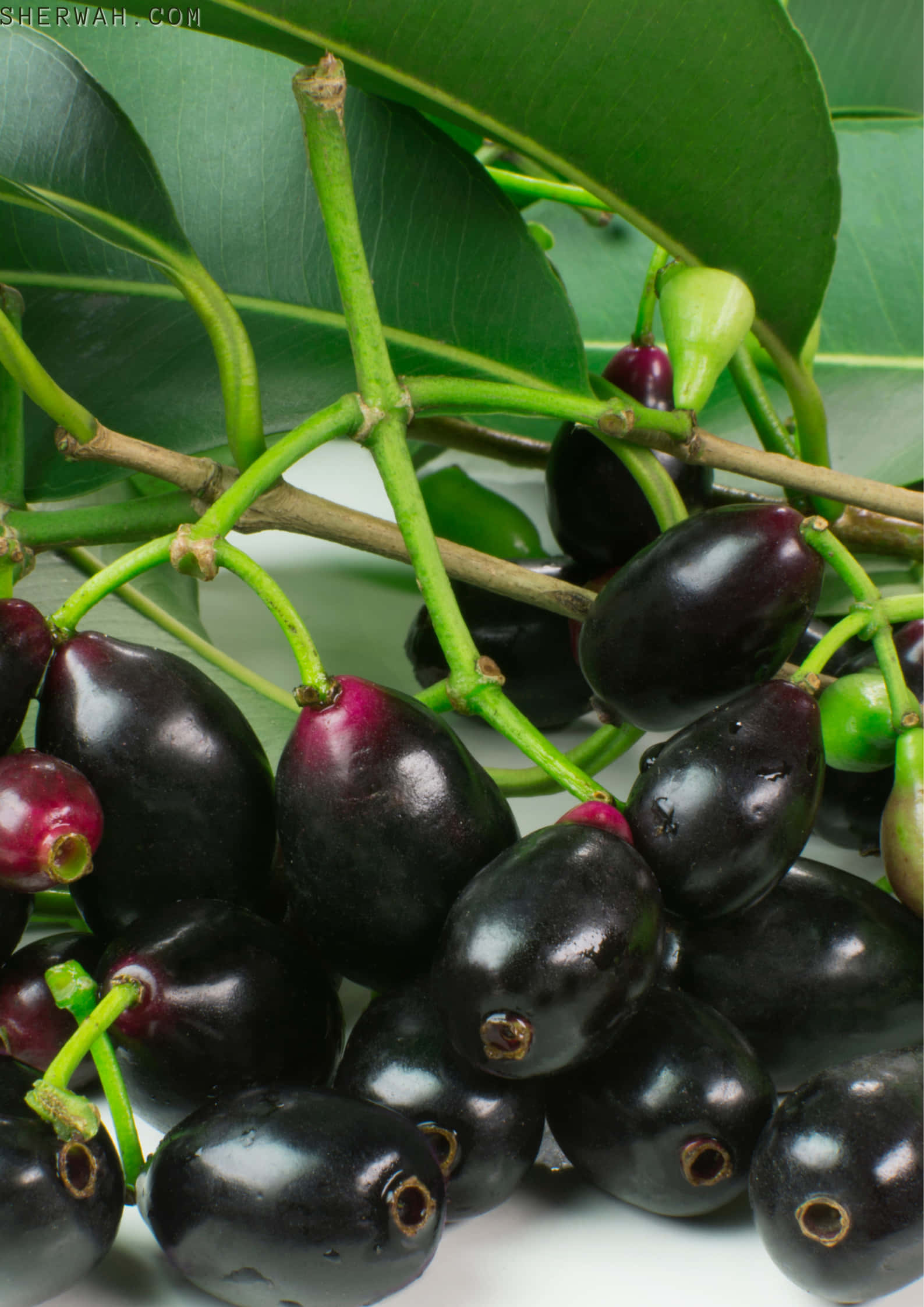 Fruit 桌布 壁紙 — 特寫鏡頭：光澤黑色和紫色的 jabuticaba 果實簇生在帶有寬大葉子的綠色莖上，背景為白色。