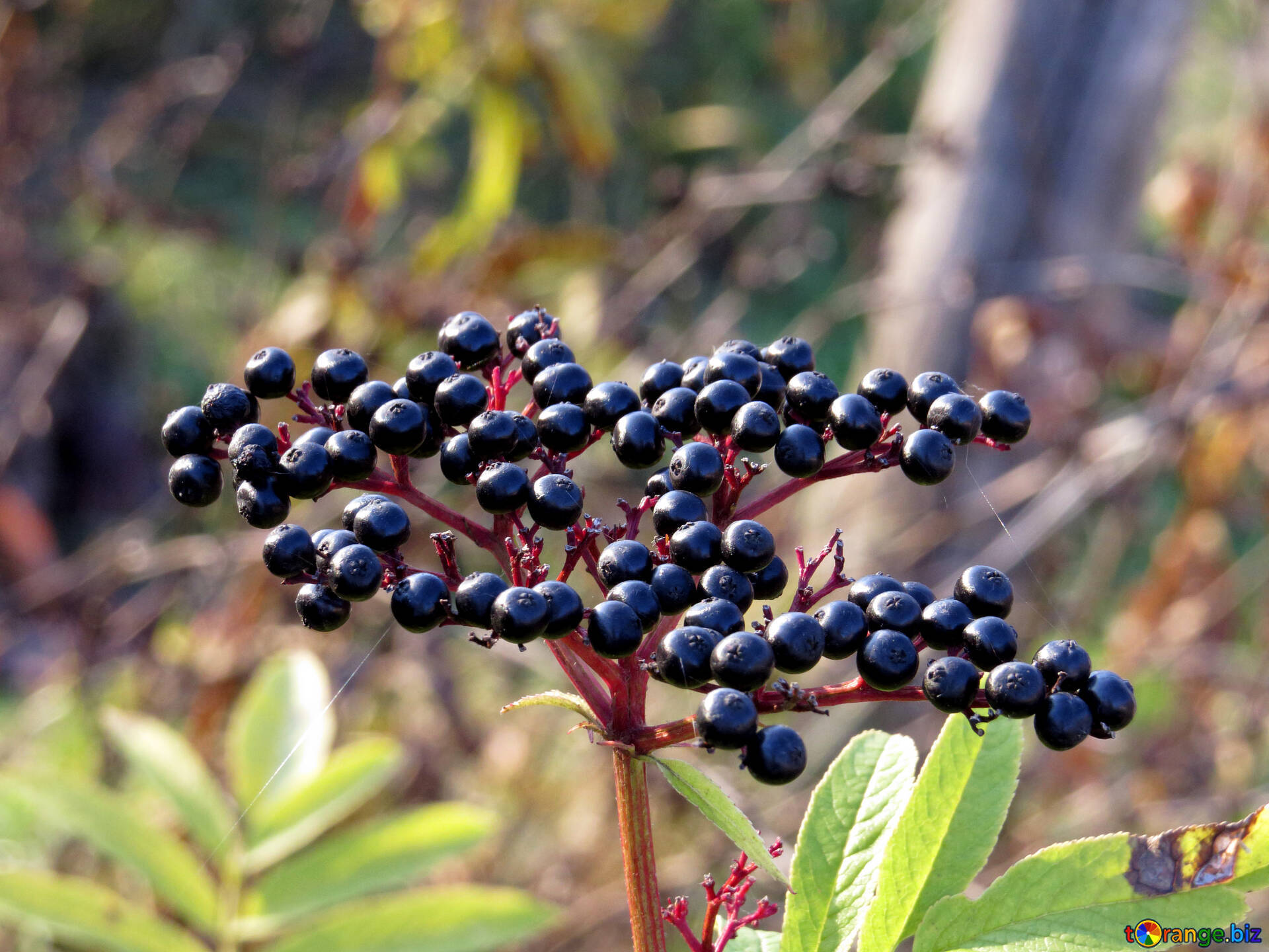 Fruits 桌布 壁紙 — 特寫鏡頭：光澤黑色接骨木莓簇生在紅色莖上，襯以綠葉，背景是模糊的秋日景色。