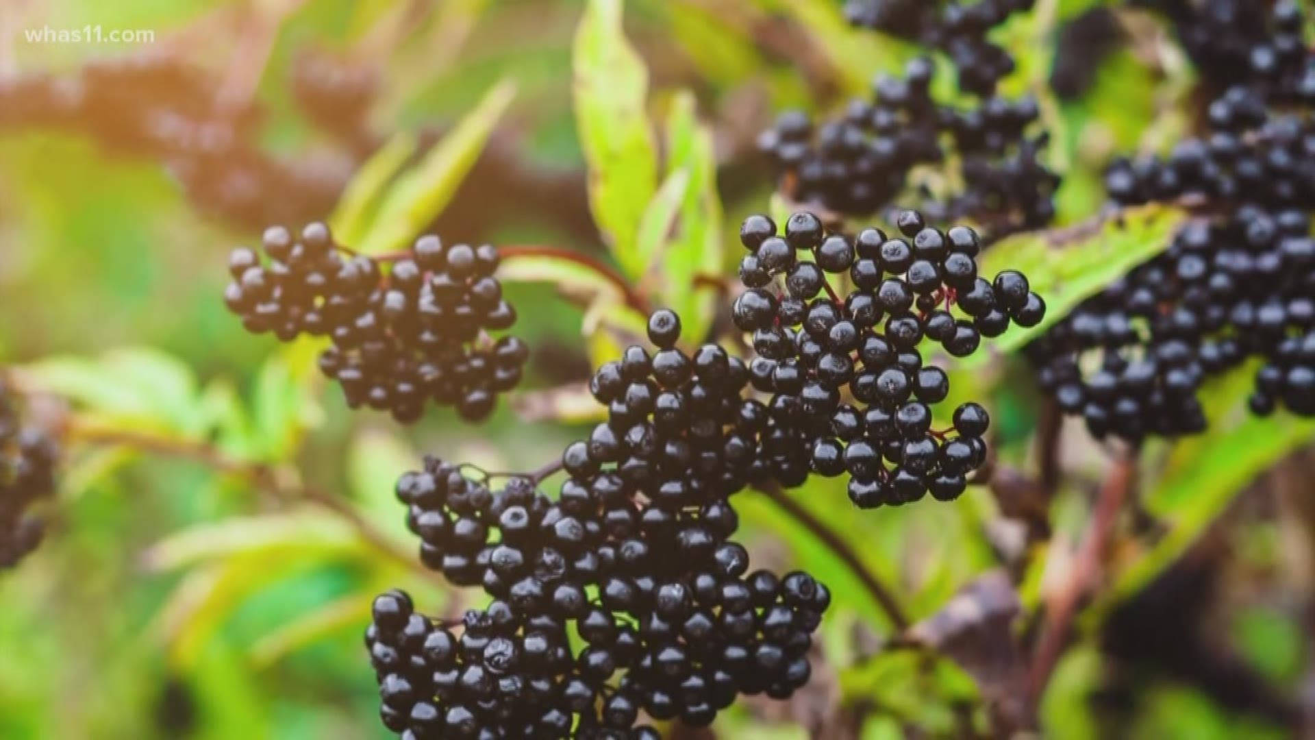 Fruits 桌布 壁紙 — 特寫鏡頭：光澤黑色接骨木莓簇生於莖上，伴隨柔軟綠葉，沐浴在溫暖陽光中。