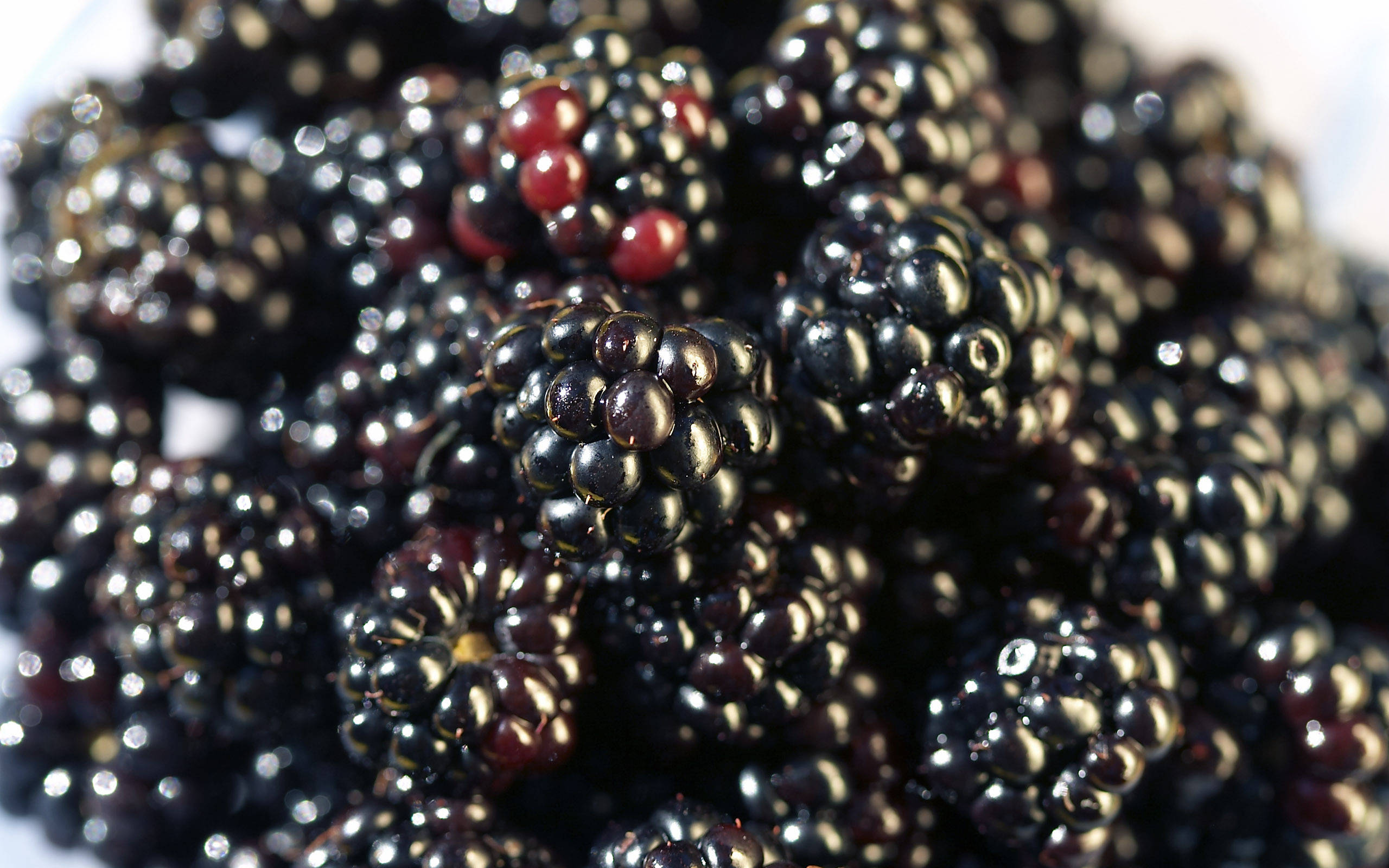 Berry 桌布 壁紙 — 特寫鏡頭：光澤黑莓，帶有紅色調和露珠般的高光，襯以柔和白色背景。