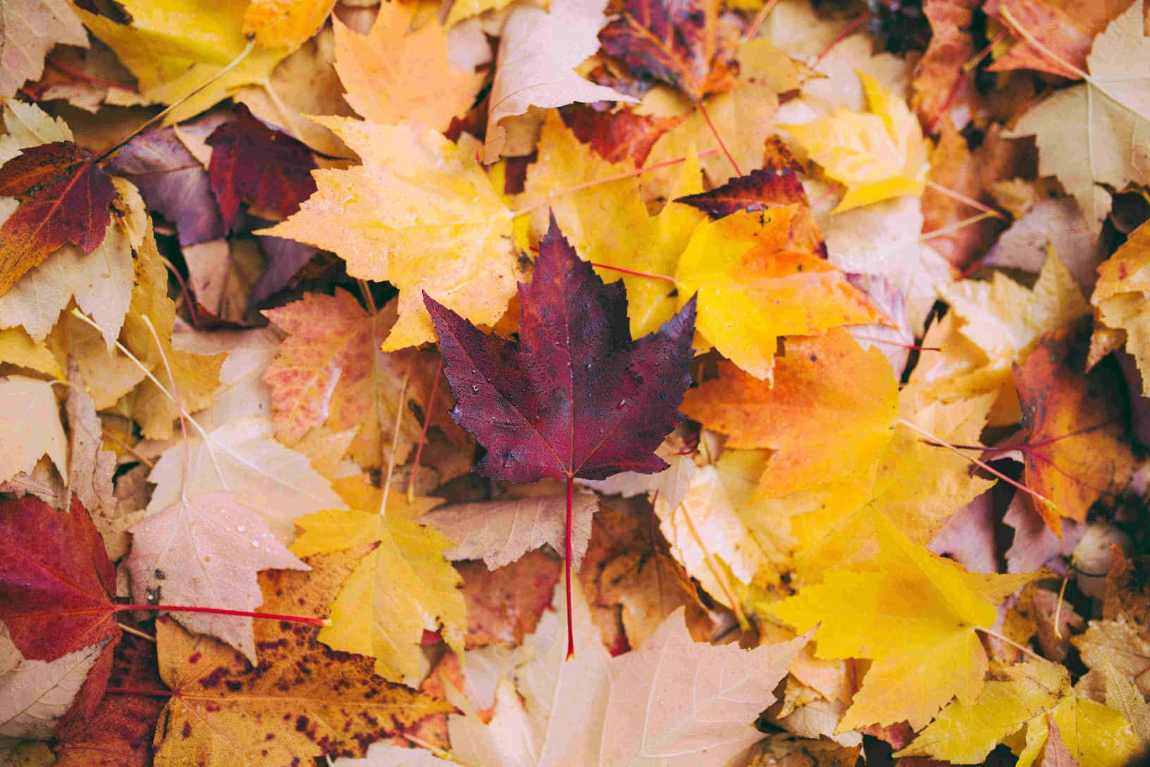 Leaves 桌布 壁紙 — 特寫鏡頭，呈現散落在地面上的鮮豔秋葉，色調包括黃色、橙色和深紅色。