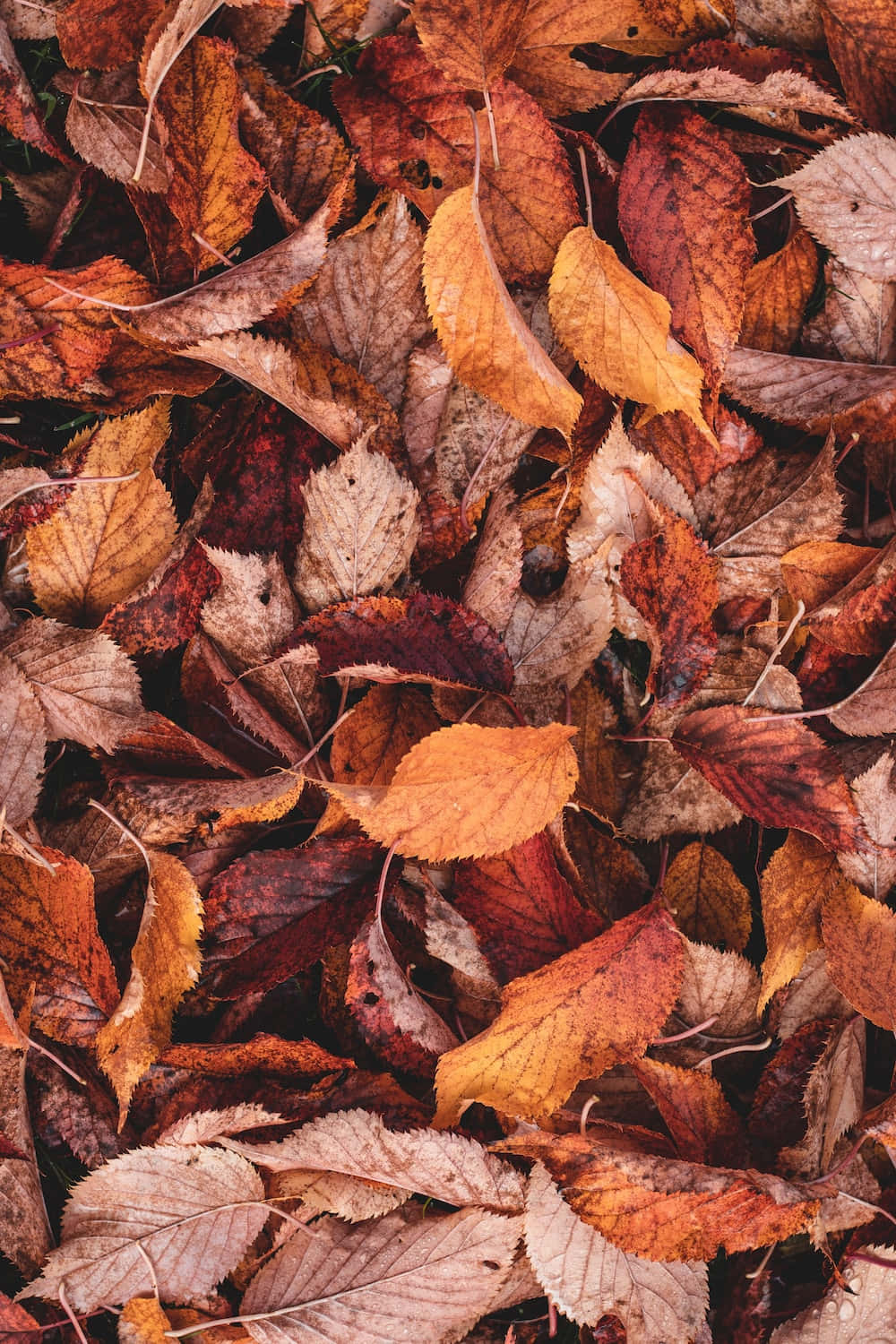 Fall Leaf 桌布 壁紙 — 特寫鏡頭，呈現鮮豔的秋葉，色調包括橙色、紅色和棕色，密集地散落在地面上。