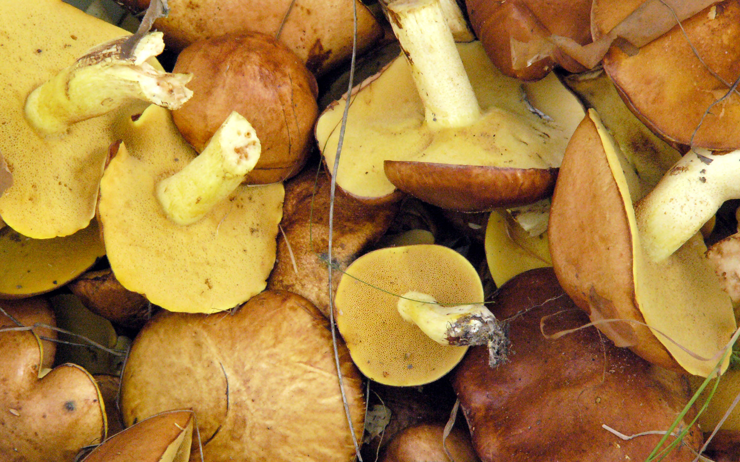 Cute Mushroom 桌布 壁紙 — 特寫鏡頭，呈現鮮豔的黃色和棕色蘑菇，帶有紋理的菌蓋和菌柄，藏在乾草和樹枝間。