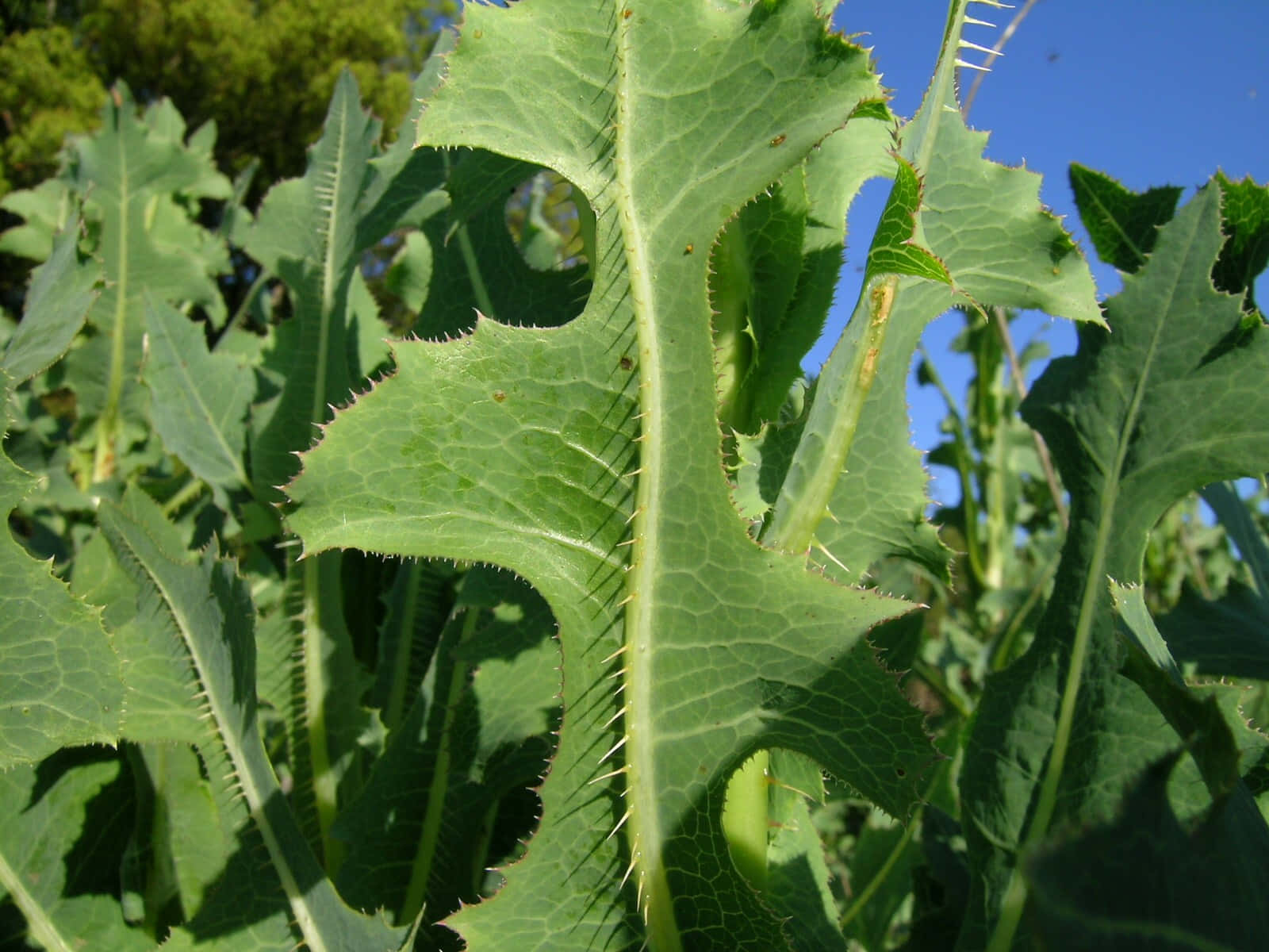 Wild Lettuce 桌布 壁紙 — 特寫鏡頭：在明亮陽光下，藍天背景中的帶刺綠色薊葉。