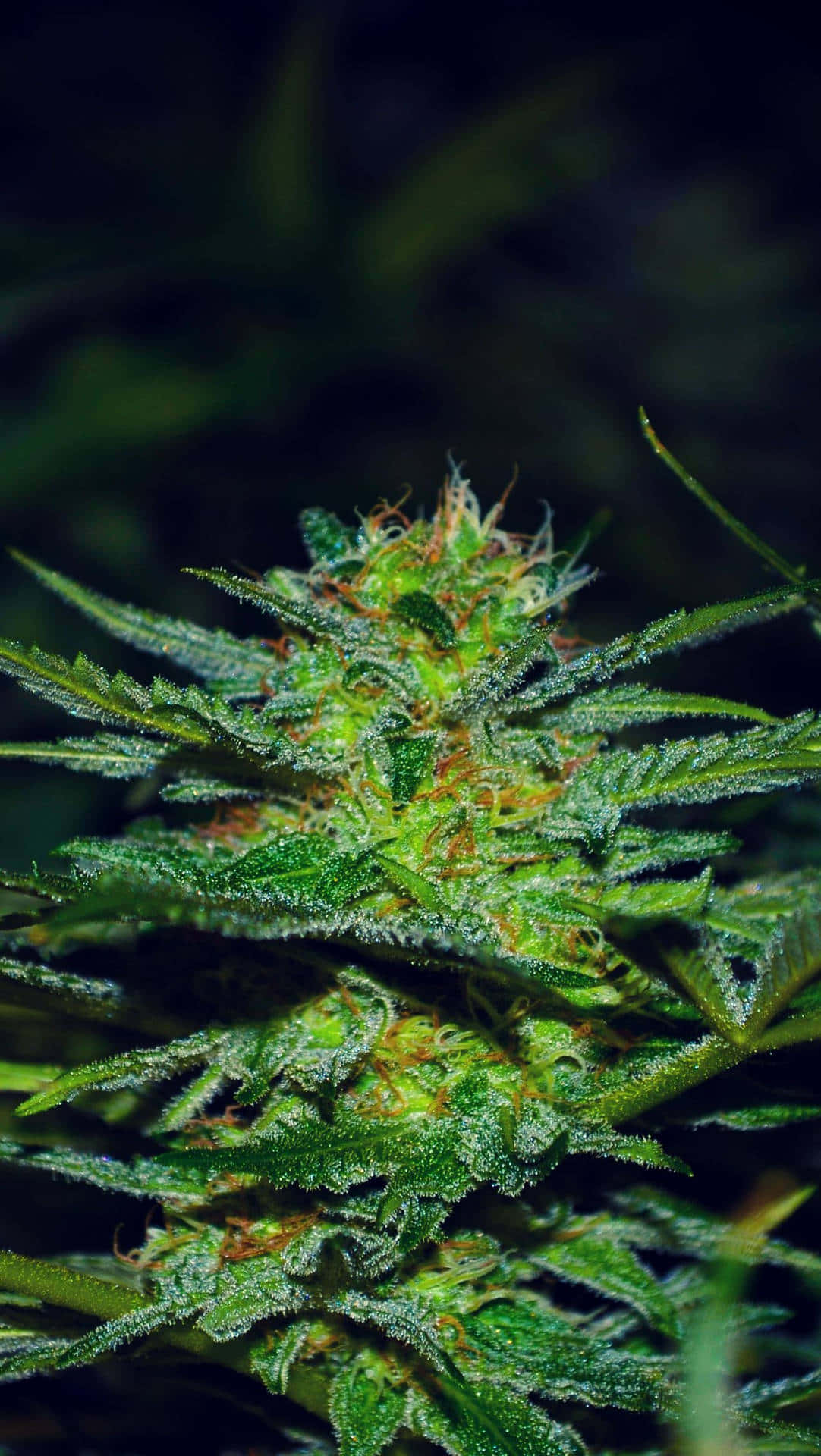 Plant 桌布 壁紙 — 特寫鏡頭：在昏暗燈光下，一個茂盛的綠色大麻花蕾，帶有橙色雌蕊和絨毛狀的毛狀體，閃閃發光。