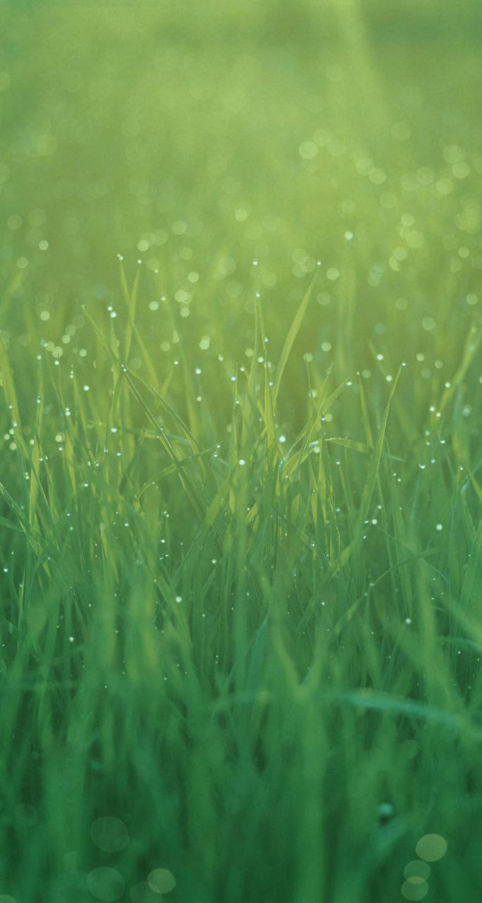 Grass 桌布 壁紙 — 特寫鏡頭：在柔和晨光下，充滿活力的綠色草葉閃爍著露珠。