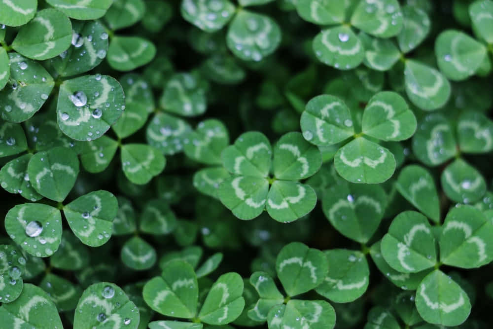 Four Leaf Clover 桌布 壁紙 — 特寫鏡頭：在柔和自然光下，帶有白色葉脈和閃爍水珠的鮮綠色三葉草葉片。