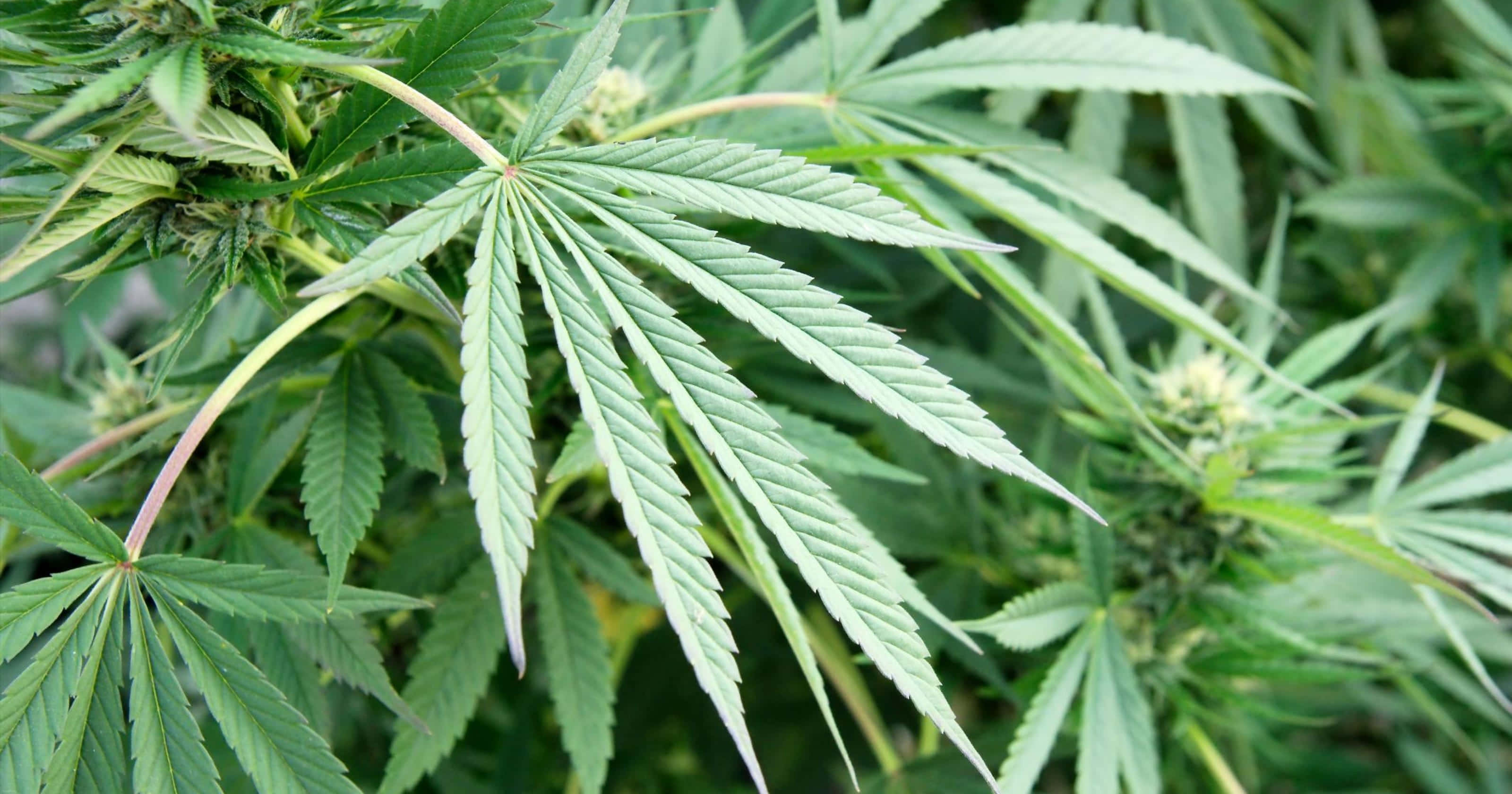 大麻 桌布 壁紙 — 特寫鏡頭：在柔和自然光下，帶有鋸齒邊緣的鮮綠色大麻葉和含苞待放的花朵。