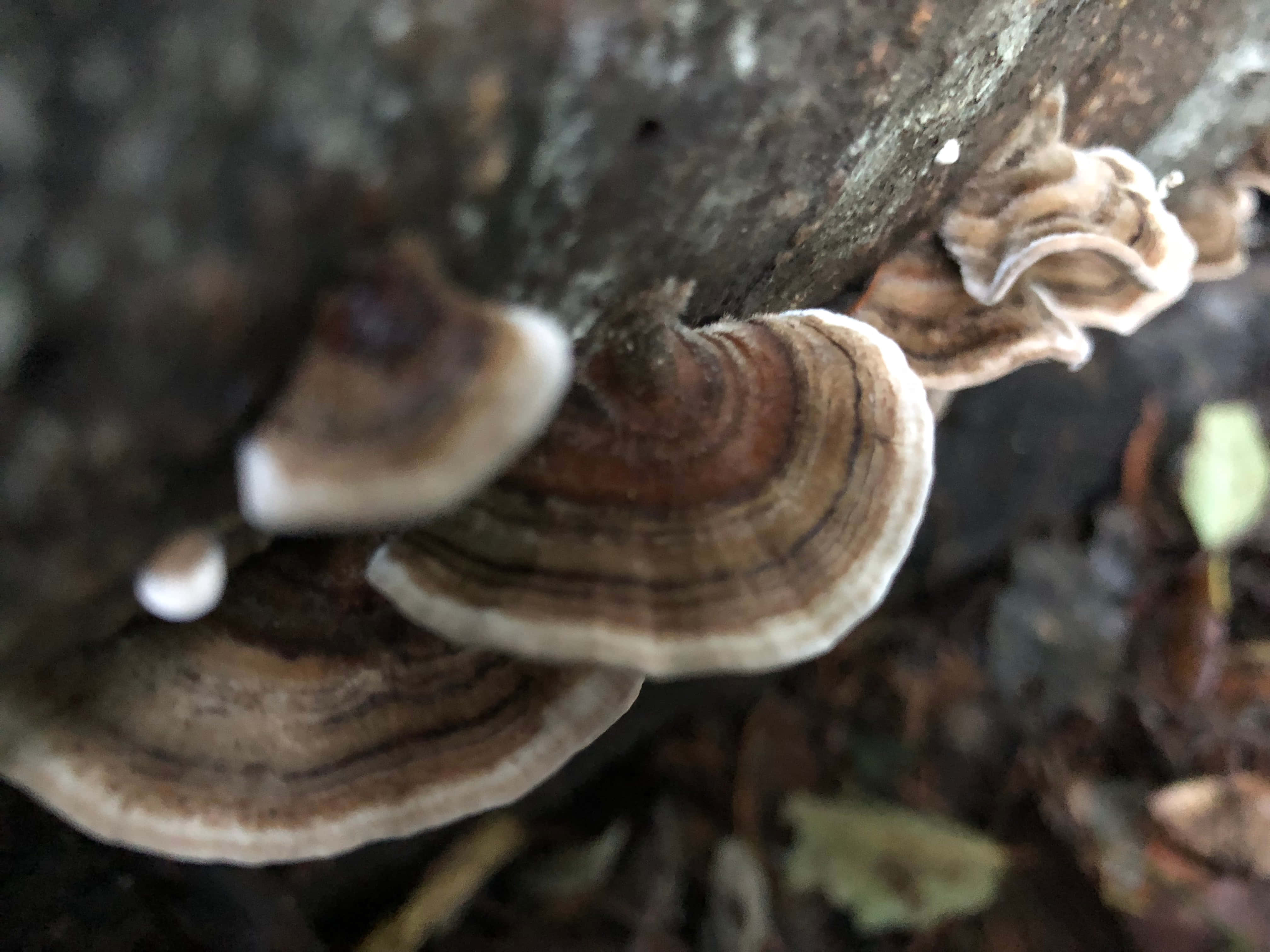 自然 桌布 壁紙 — 特寫鏡頭：在森林地面環境中，有紋理的樹幹上生長的層狀棕色和白色架狀真菌。
