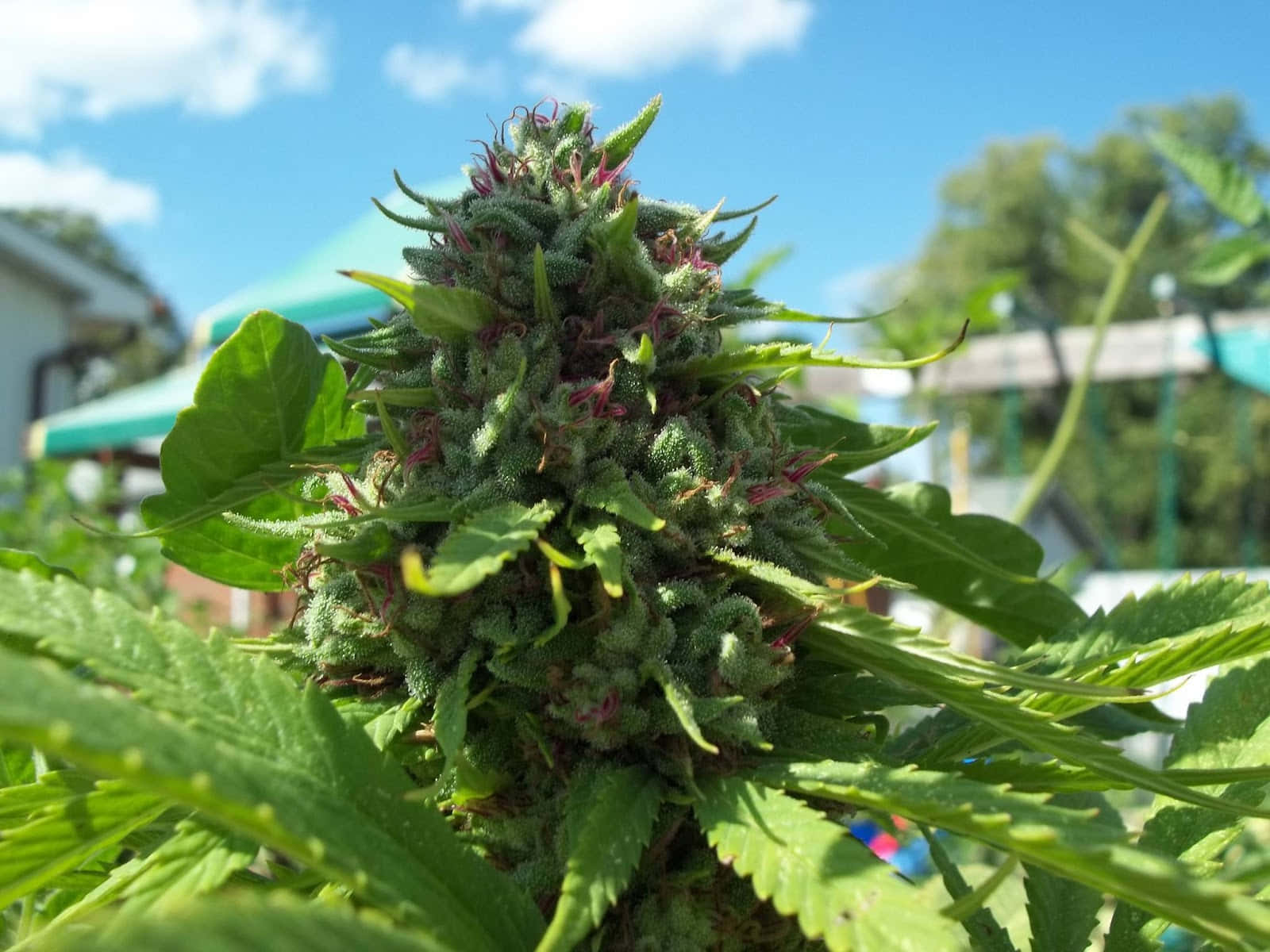 Marijuana Leaf 桌布 壁紙 — 特寫鏡頭：在藍天白雲下，一個茂盛綠色大麻花蕾，帶有紫色雌蕊。