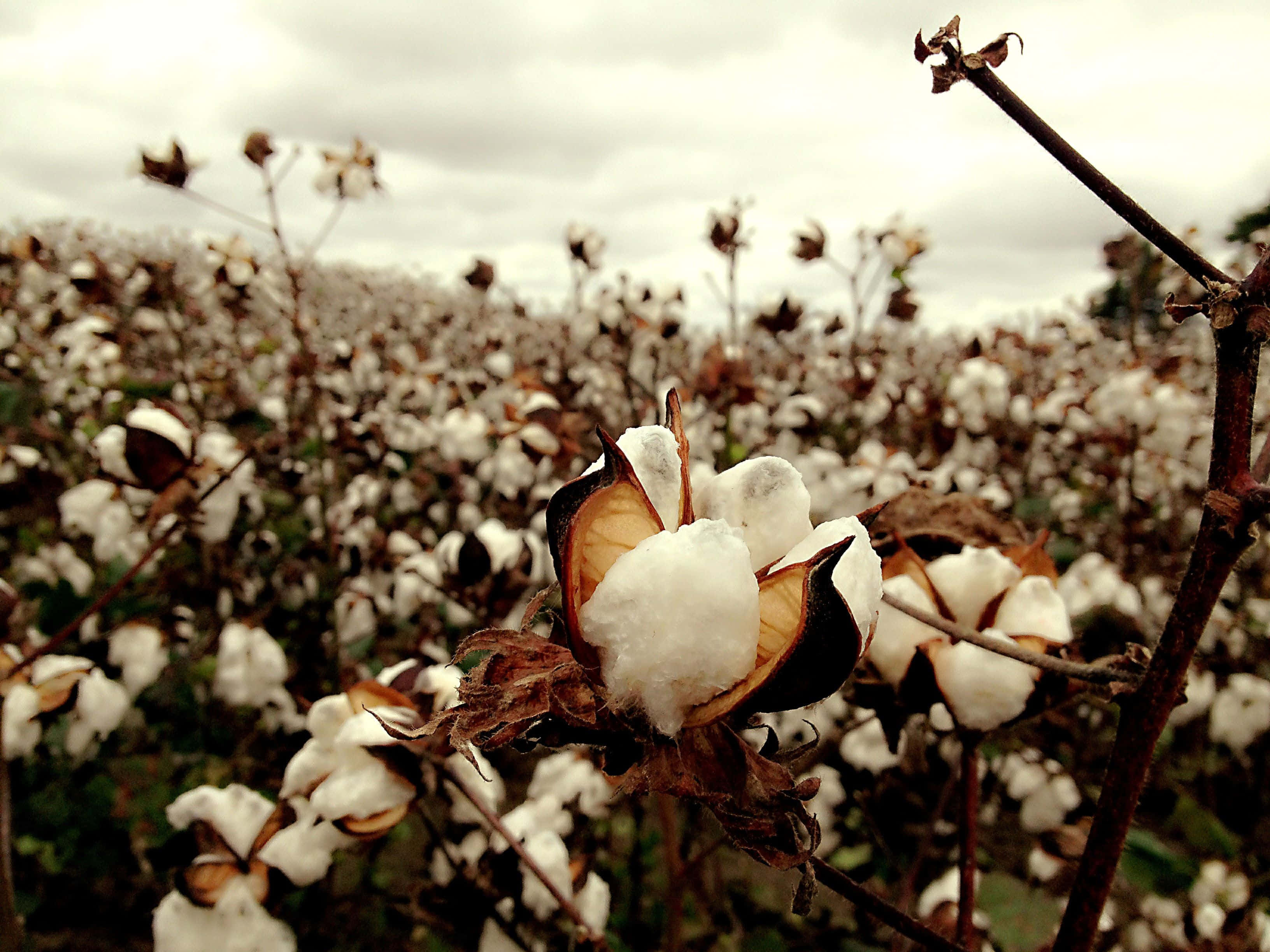 Cotton Field 桌布 壁紙 — 特寫鏡頭：在陰天廣闊田野中，植物上蓬鬆白色棉鈴爆開的景象。