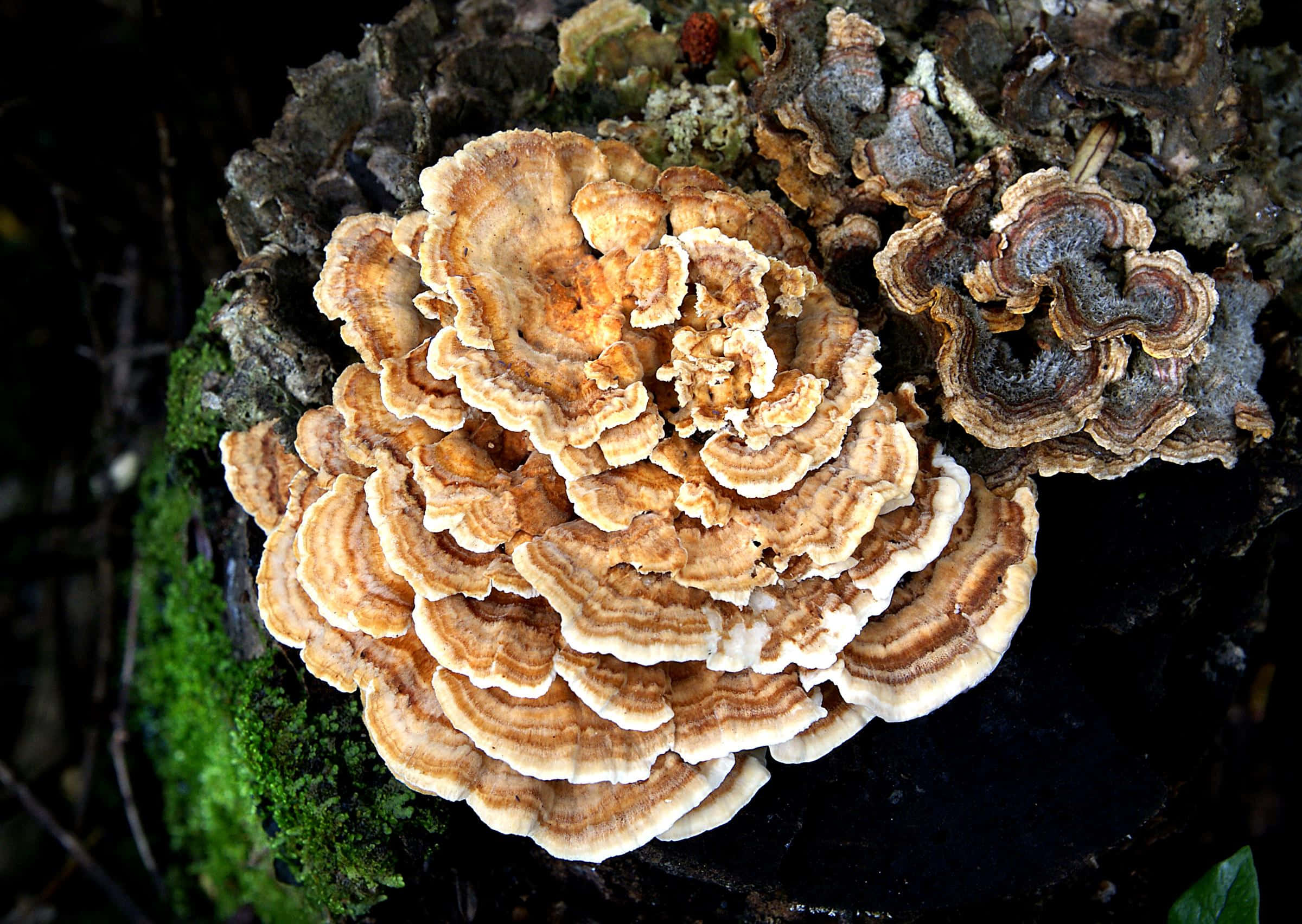 Mushroom Identification 桌布 壁紙 — 特寫鏡頭：在陰暗森林中，長滿苔蘚的樹樁上生長的層疊橙色和白色層孔菌。