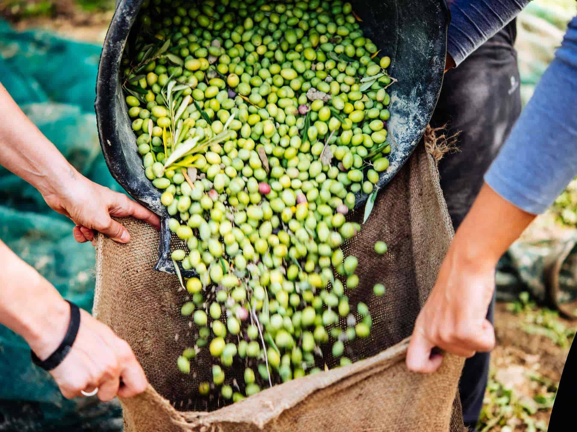 Fruits 桌布 壁紙 — 特寫鏡頭：在陽光明媚的橄欖園中，雙手將新鮮青橄欖從黑色桶中倒入麻布袋。
