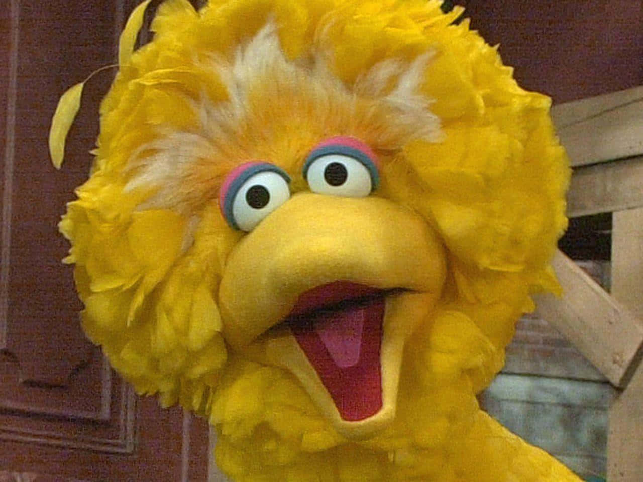 Big Bird 桌布 壁紙 — 特寫鏡頭：大鳥快樂的黃色頭部，大眼睛和張開的喙，背景為木質。
