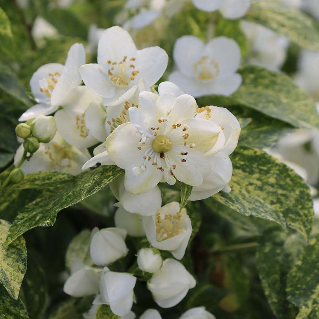 White Flowers 桌布 壁紙 — 特寫鏡頭：嬌嫩的白色茉莉花，帶有黃色雄蕊，在雜色綠色和奶油色葉子中盛開。