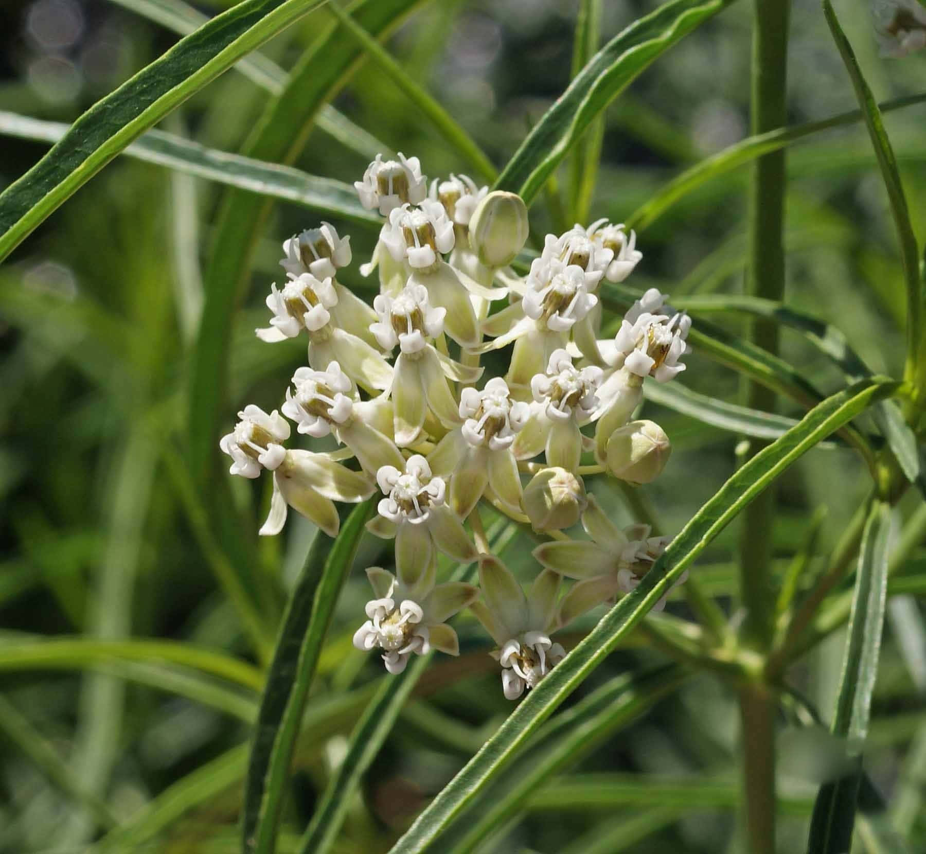 Milkweed 桌布 壁紙 — 特寫鏡頭：嬌嫩的白色馬利筋花朵在明亮的陽光下，於纖細的綠葉間綻放。