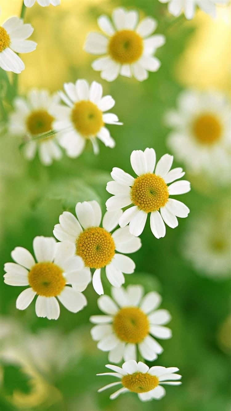 Daisies 桌布 壁紙 — 特寫鏡頭：嬌嫩的白雛菊，帶有明亮的黃色花心，在溫暖陽光下盛開於柔軟的綠草中。