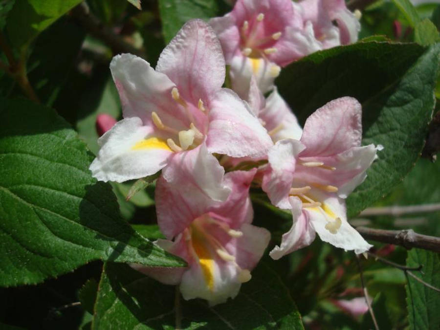 Pretty Pink 桌布 壁紙 — 特寫鏡頭：嬌嫩的粉白色花朵，黃色花心，在明媚陽光下於茂盛綠葉間盛開。