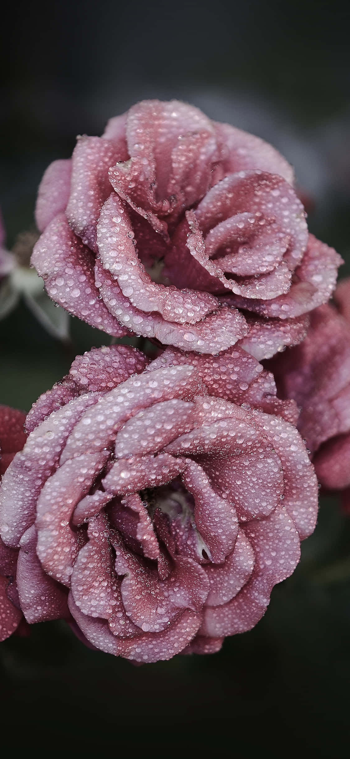 Cute Rose 桌布 壁紙 — 特寫鏡頭：嬌嫩的粉紅玫瑰在柔和模糊的深色背景下閃爍著露珠。